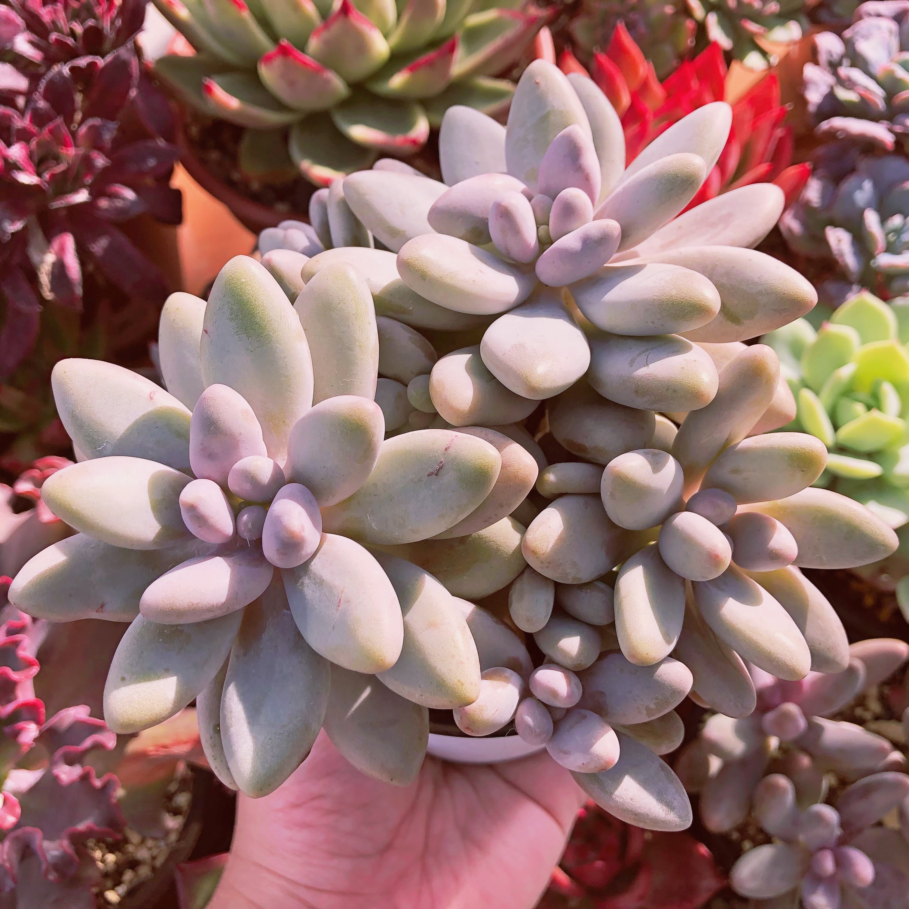 多肉植物　白い恋人　特特大群生　