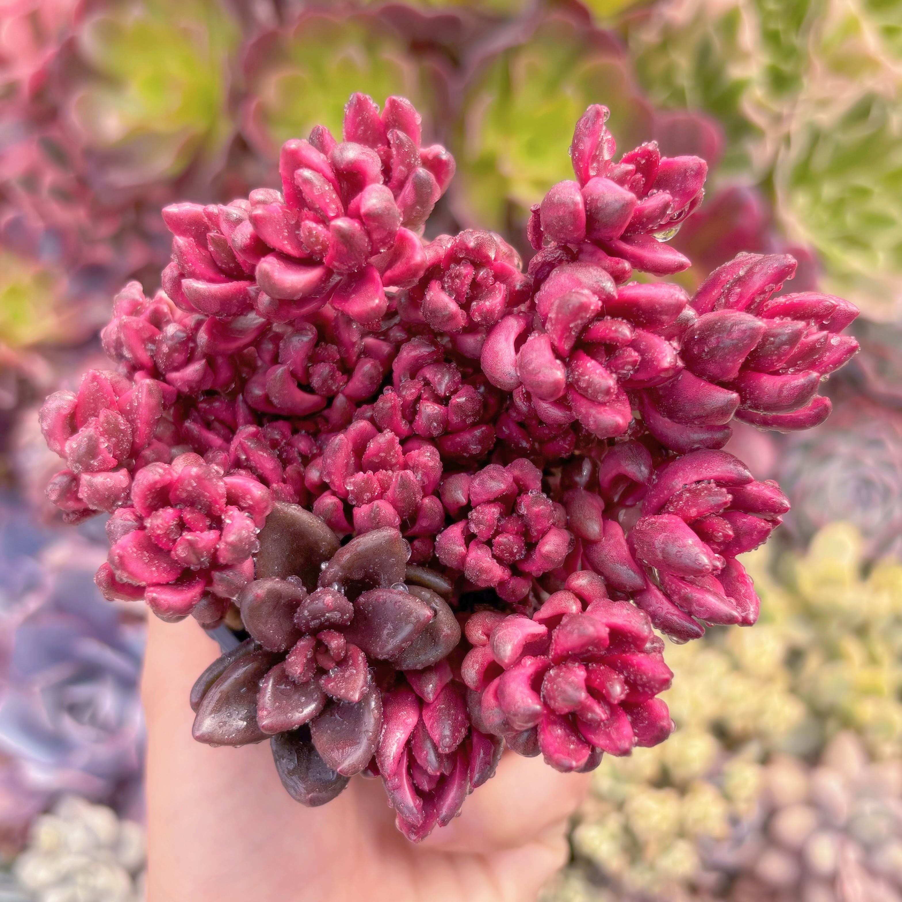 現品　チョコレート錦#255　群生　るる農園