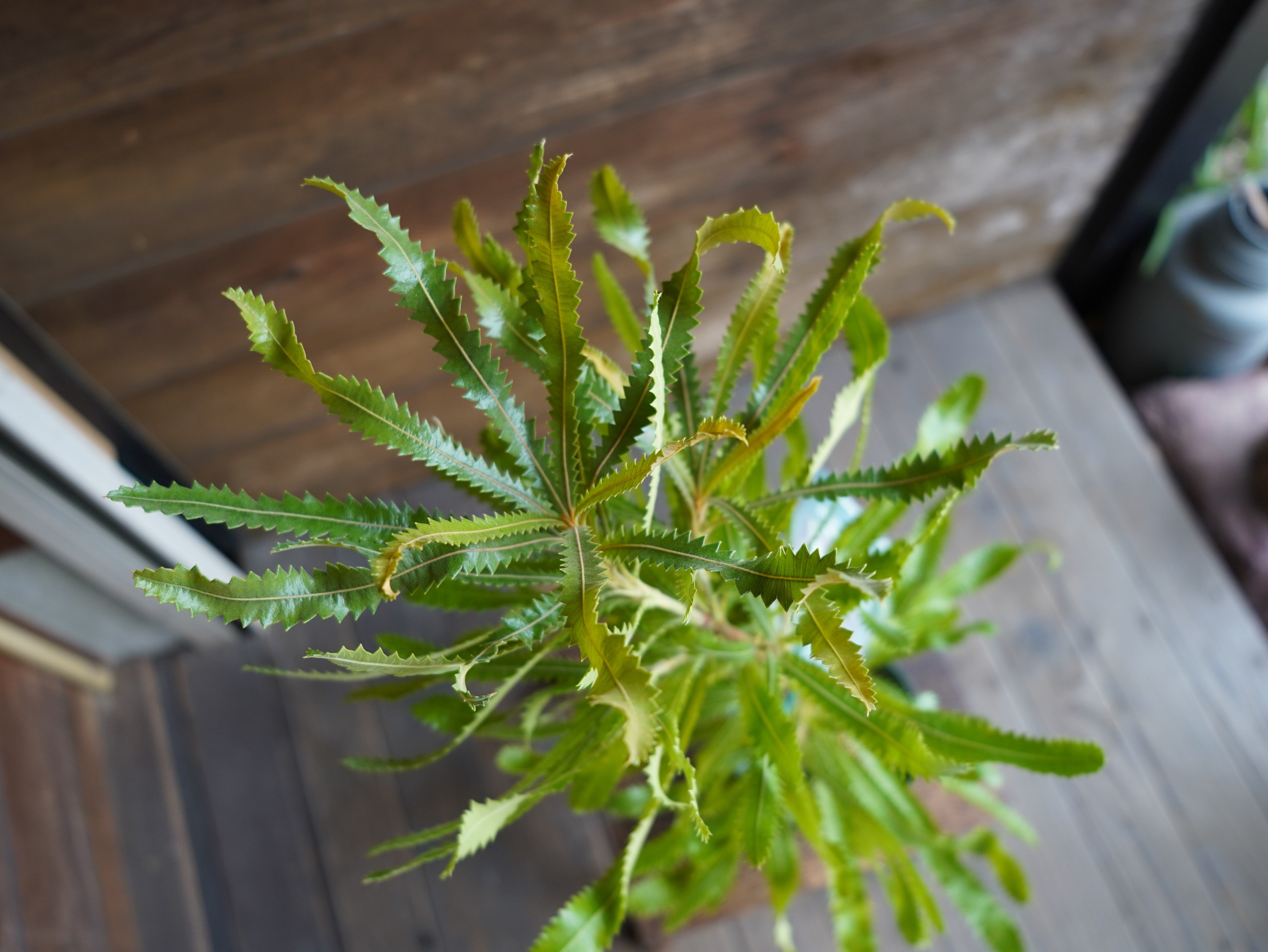 【現物】バンクシア　”アエムラ”　A