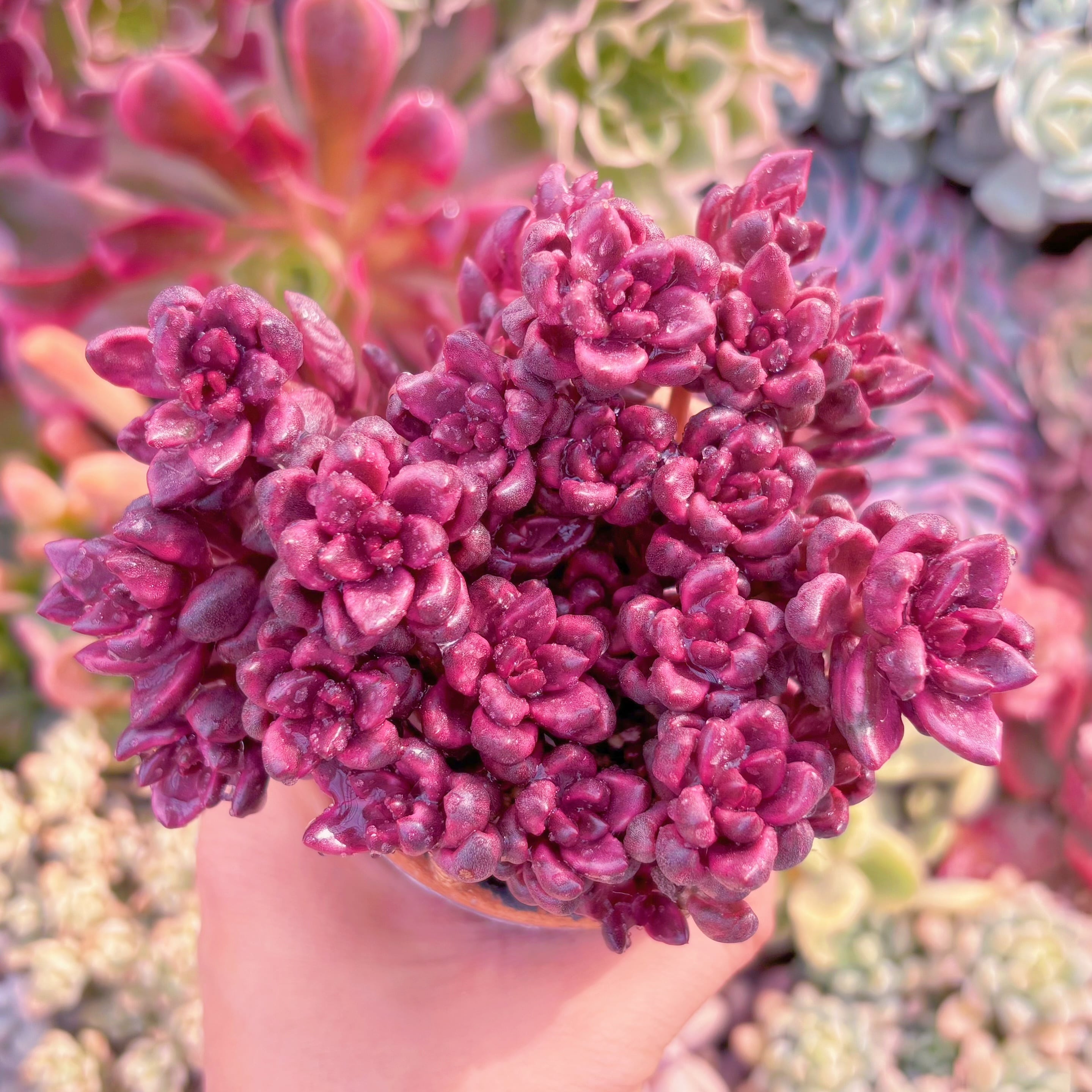 現品　チョコレート錦#817　群生　るる農園