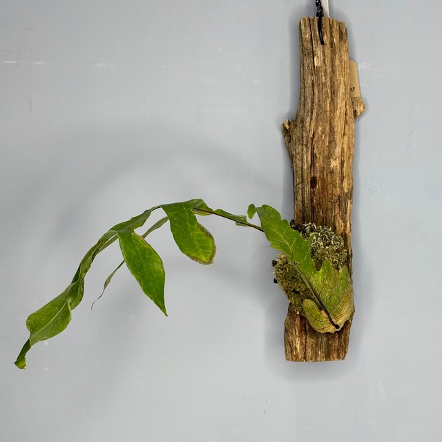 ドリナリア クエルシフォリア