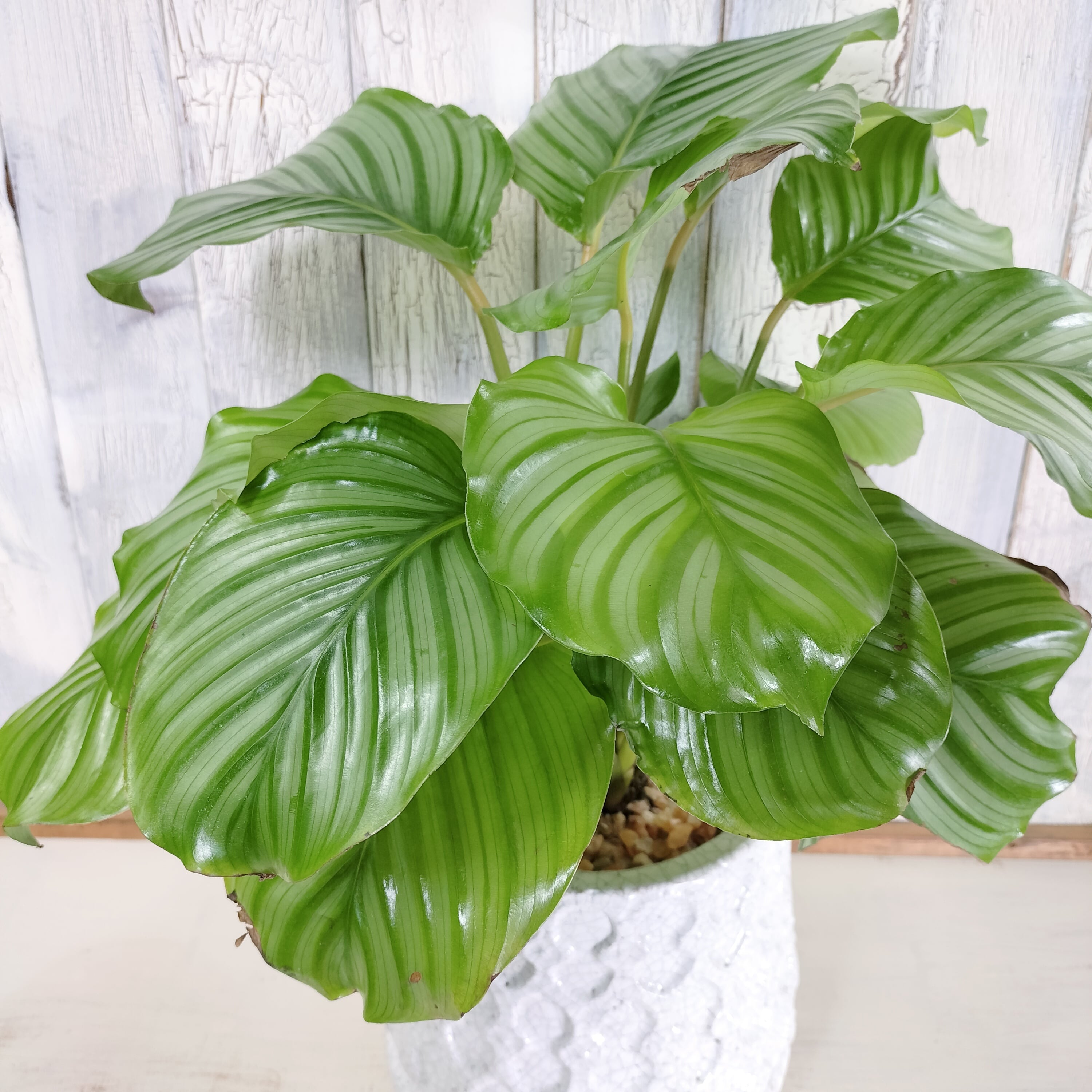 カラテカ オルビフォリア 観葉植物 | 陽華園
