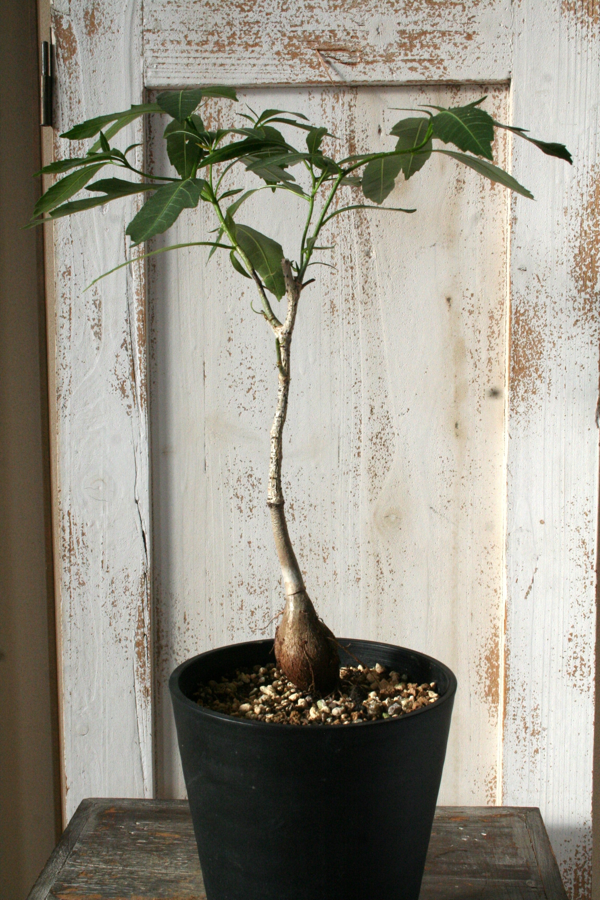 【20%オフ　7/17】バオバブ　マダガシカリエンシス　観葉植物　塊根植物　多肉植物　ビザールプランツ　レアプランツ　ガーデニング　植物　グリーン　趣味　盆栽　葉　花　庭　草　多肉植物 20%オフ 7/17】バオバブ マダガシカリエンシス 観葉植物 塊根植物 多肉