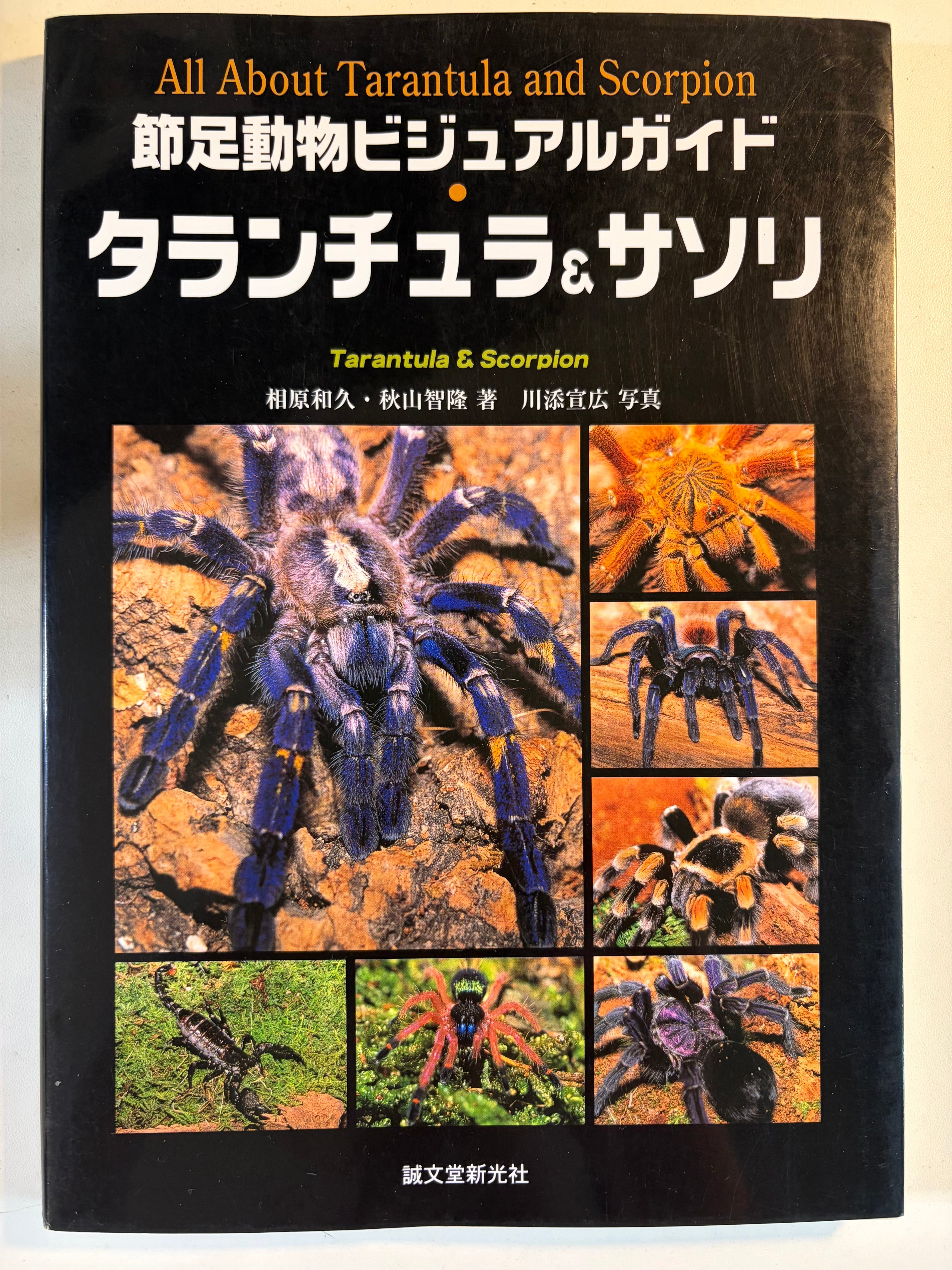 卸売3匹】ペルビアンホワイトレッグオオムカデセンチピード 全長10cm程