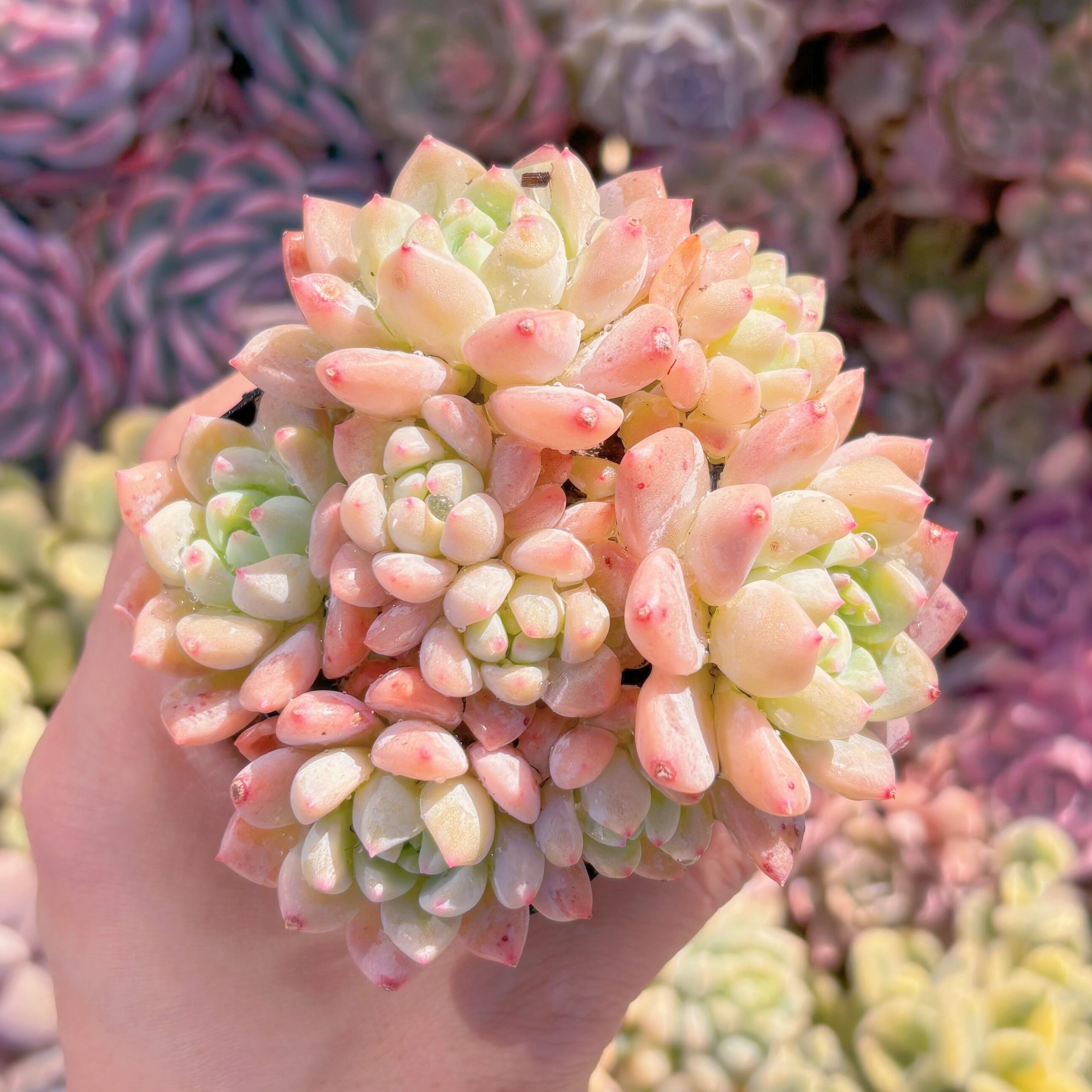 現品　千本桜#894　るる農園