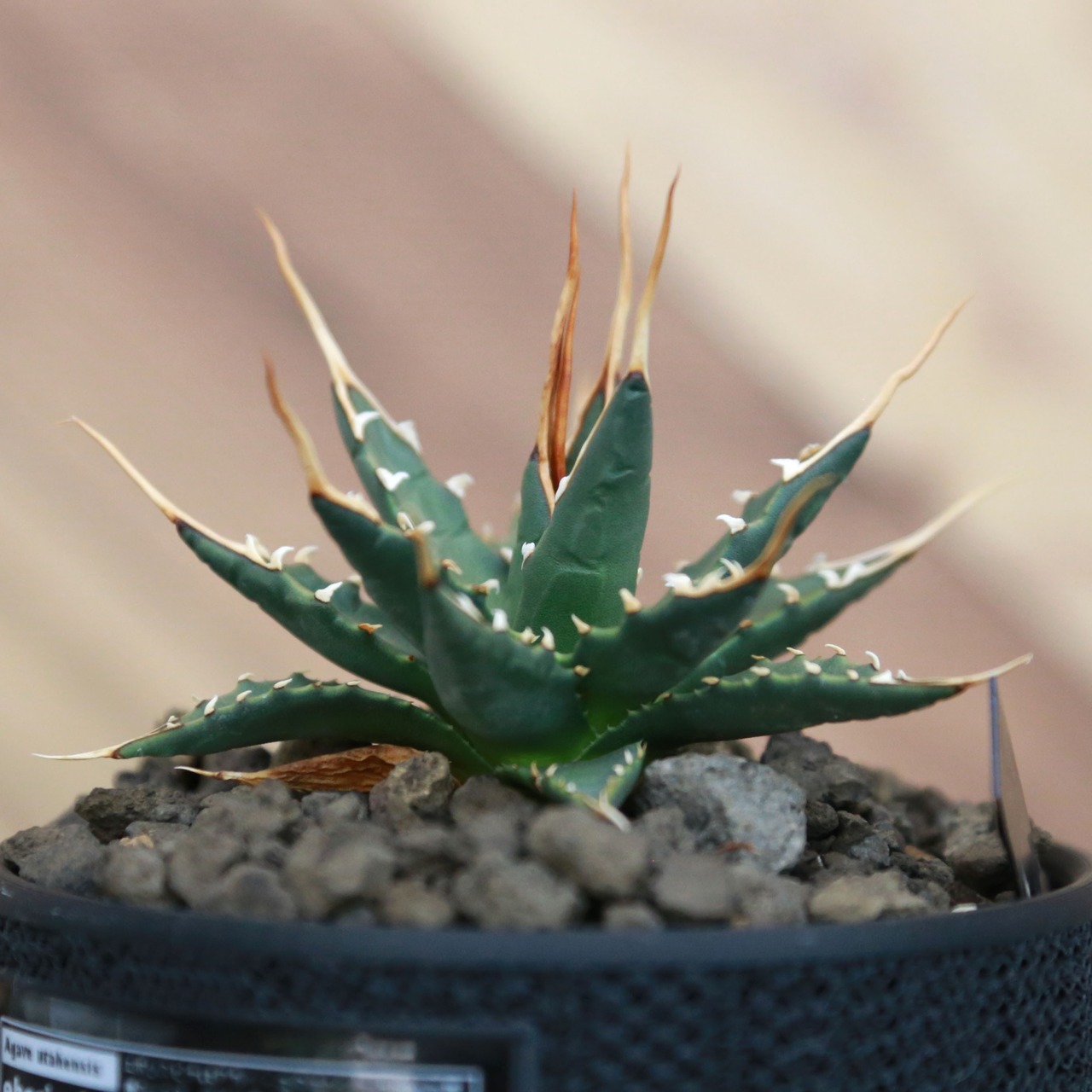 Agave utahensis eborispina アガベ エボリスピナ（実生3年） / 中株(3.5号鉢)/Lot.002