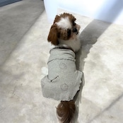 sumi.lab 極薄犬用腹巻【小型犬の冷え対策に】