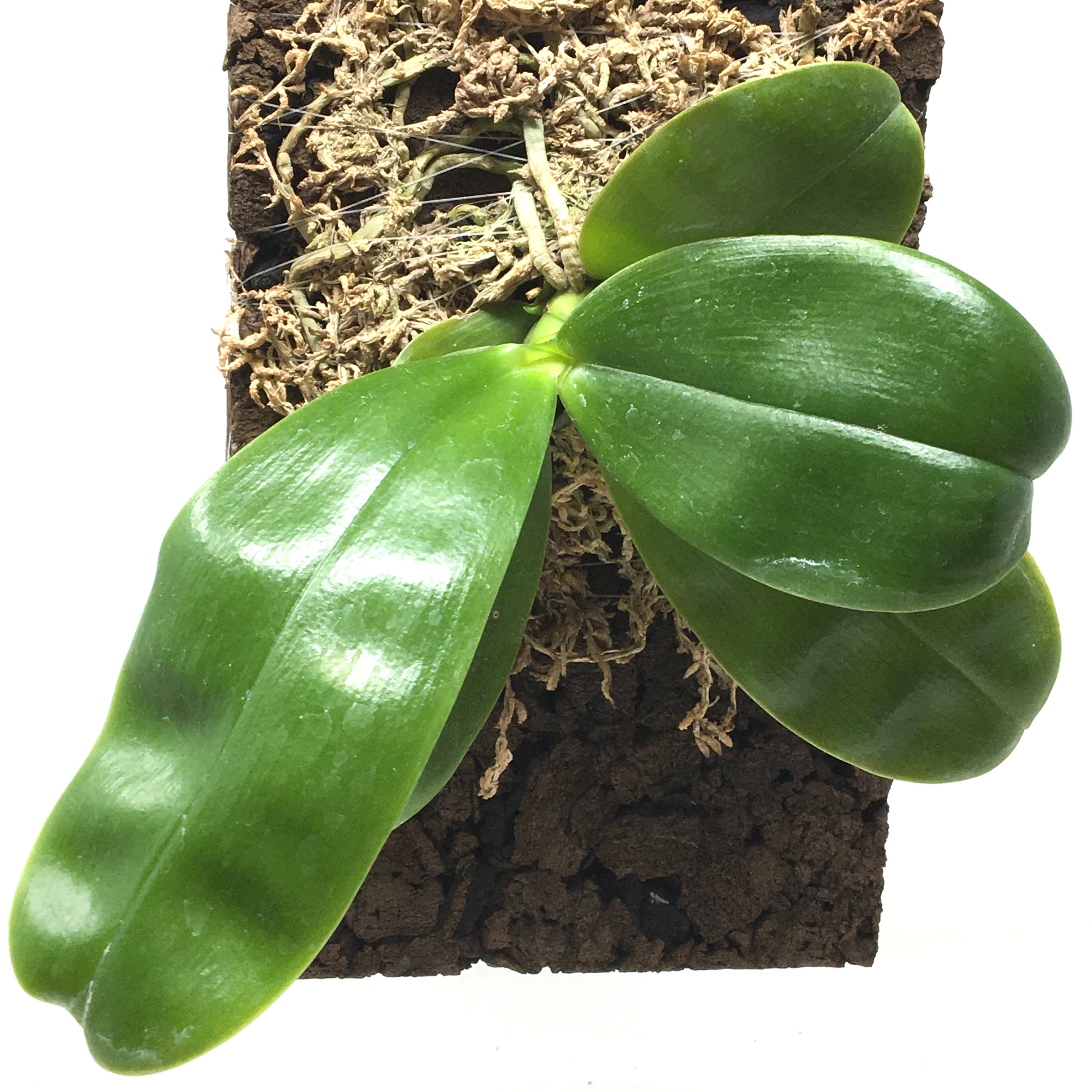 YFK2 アリ植物 ホヤ 小売 Hoya darwinii. Quezon, Luzon, Philippines