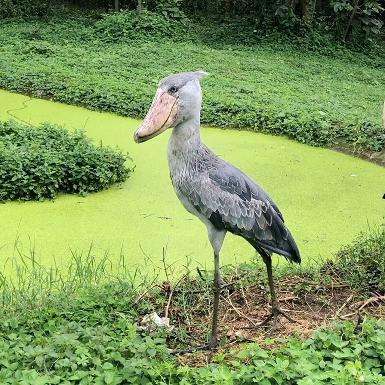 ハシビロコウTシャツ（スシ） ホワイト ユニセックス | nantongo project