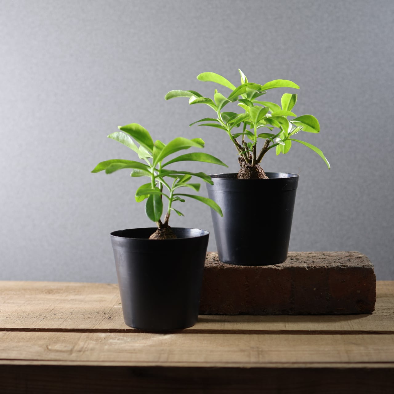 MARX PLANTS | 観葉植物・多肉植物・塊根植物