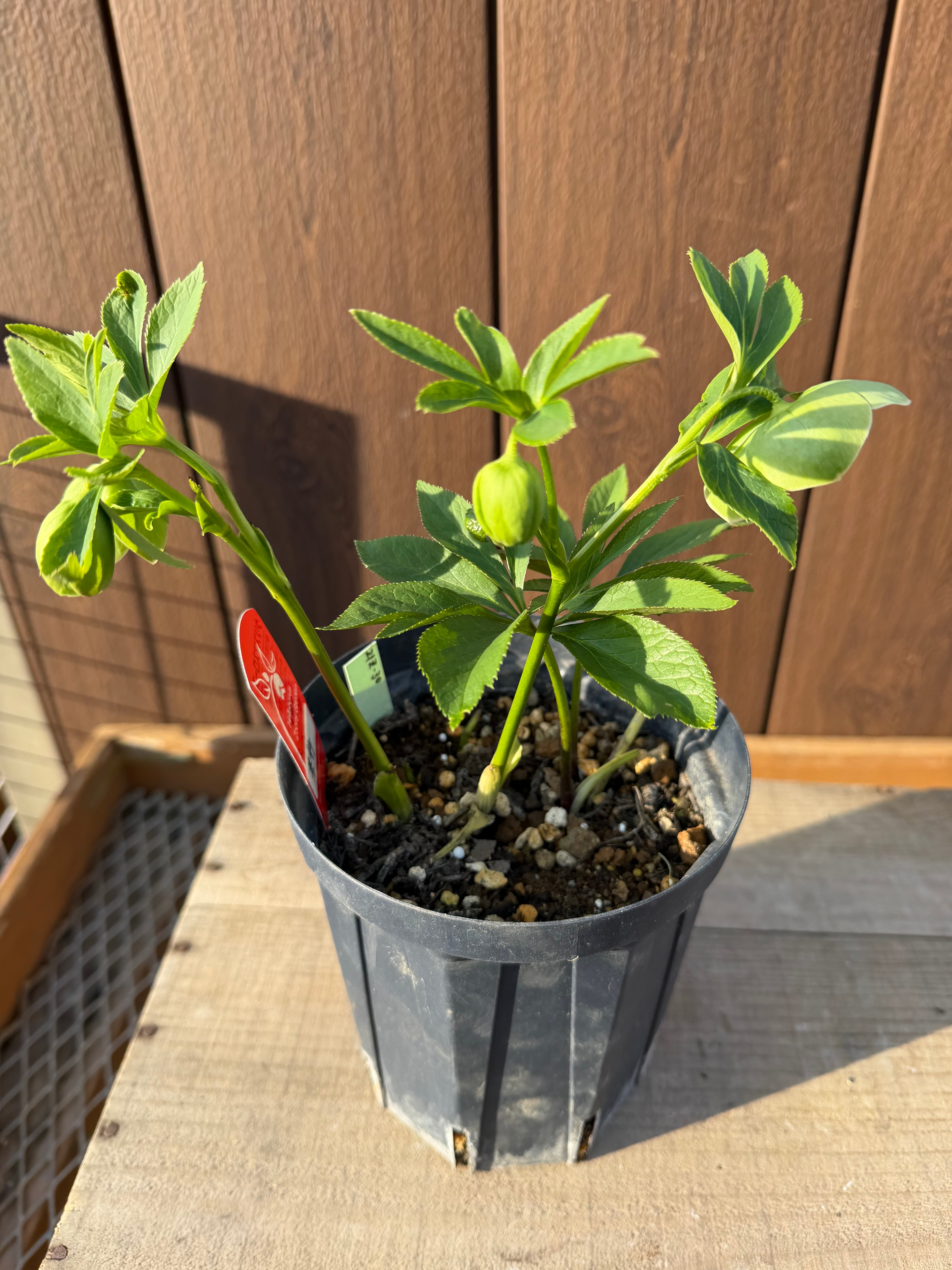 若竹 Zoony Garden クリスマスローズ【Zo06】送料無料 | あしかが