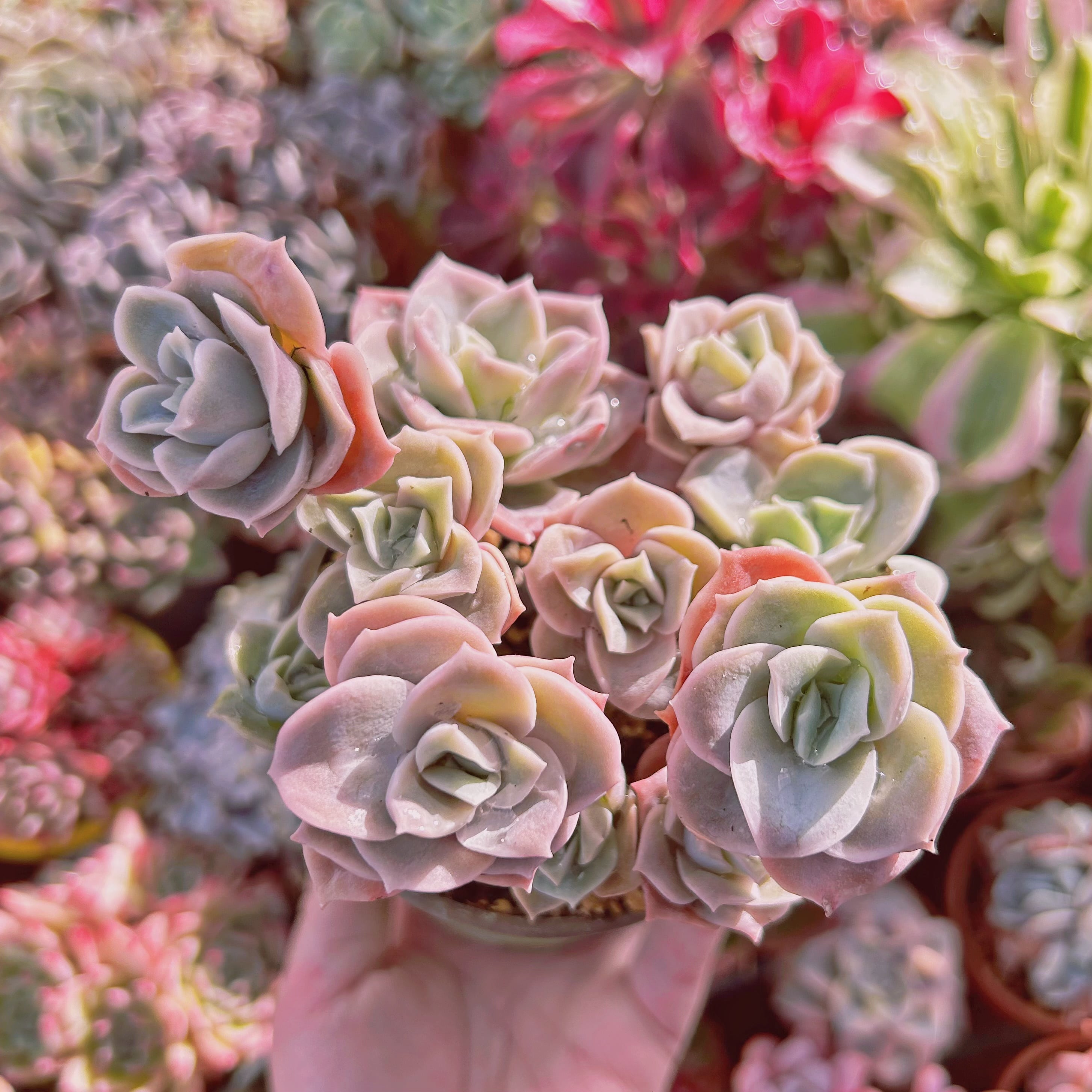 216現物 多肉植物 Echeveria ラブリーローズ 抜き苗 | るる農園