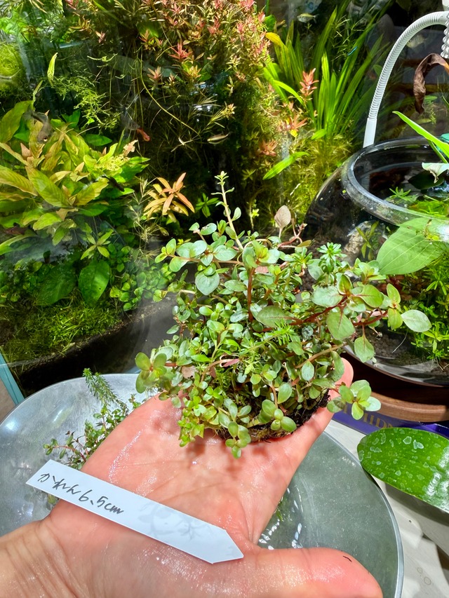 【ADA】８月11日入荷分ADA侘び草かれん！直径6.5センチの少し小ぶりなタイプです！（写真の現物配送です！あかだまちゃん激推し水草の寄せ植えです。水中でも半水中でも楽しめます）