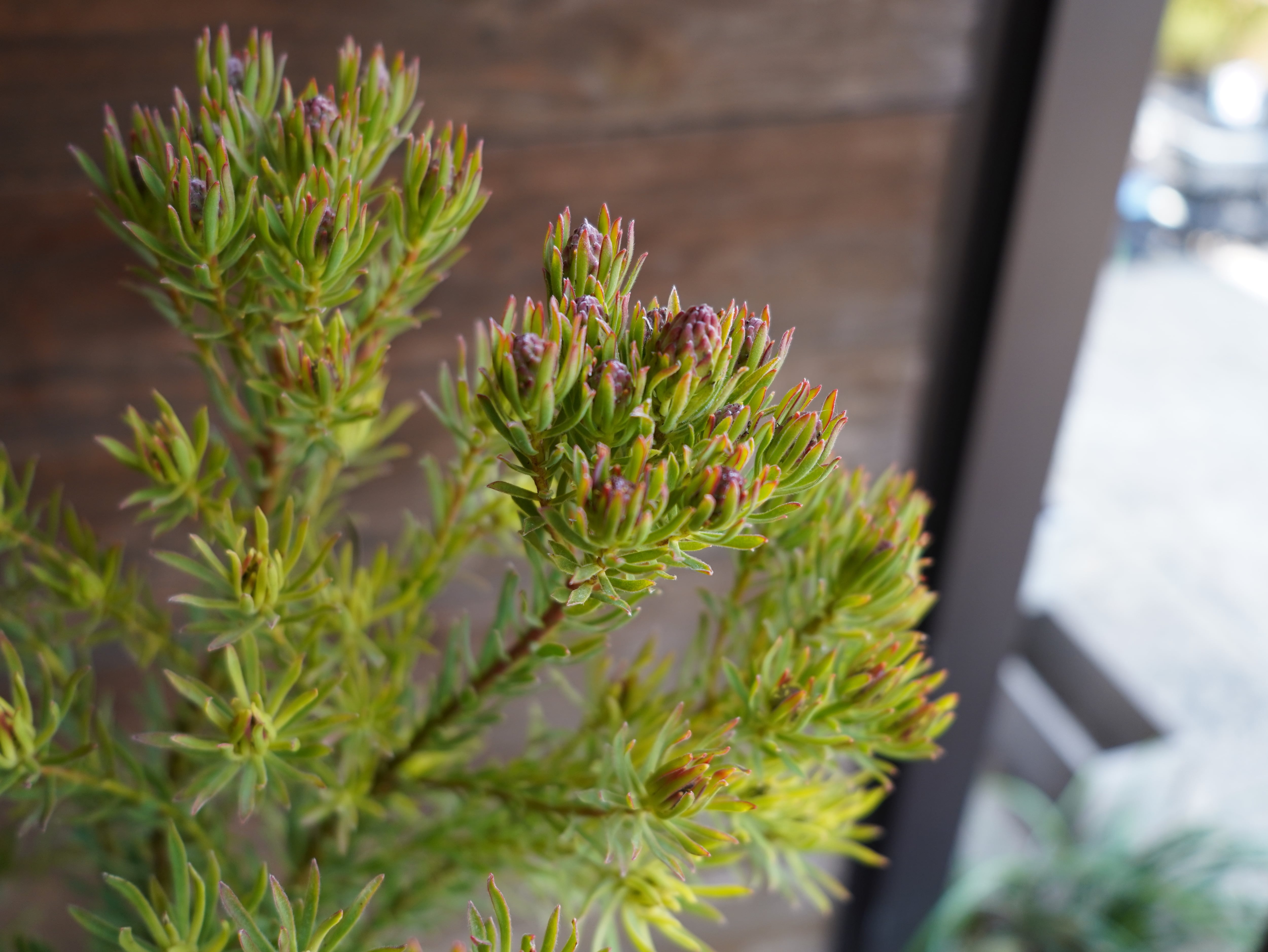 【現物】リューカデンドロン　”Strawberry Fair”　C