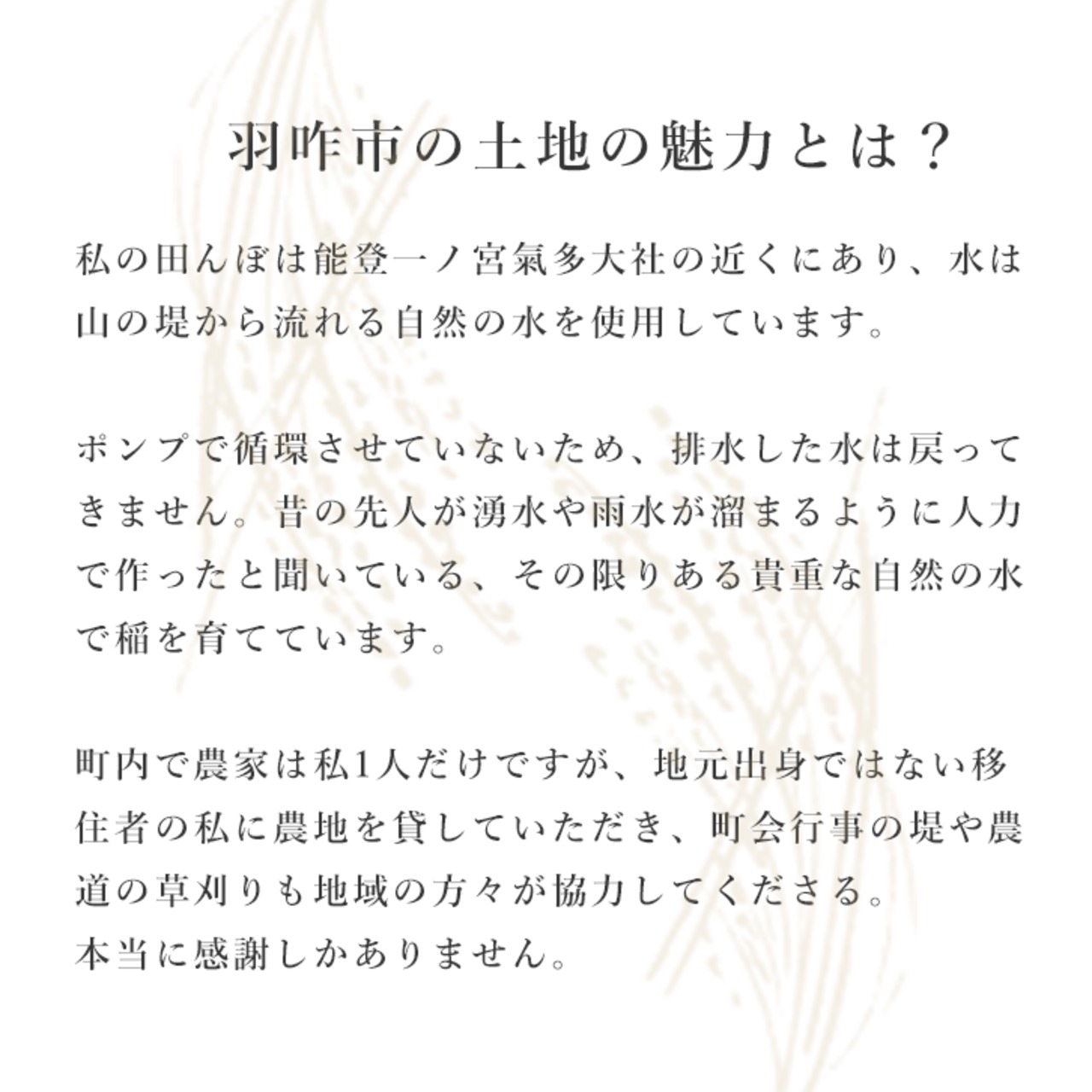 【新米】【石川県産】一農宮「はたはったん」2kg　-栽培期間中、農薬・化学肥料不使用-