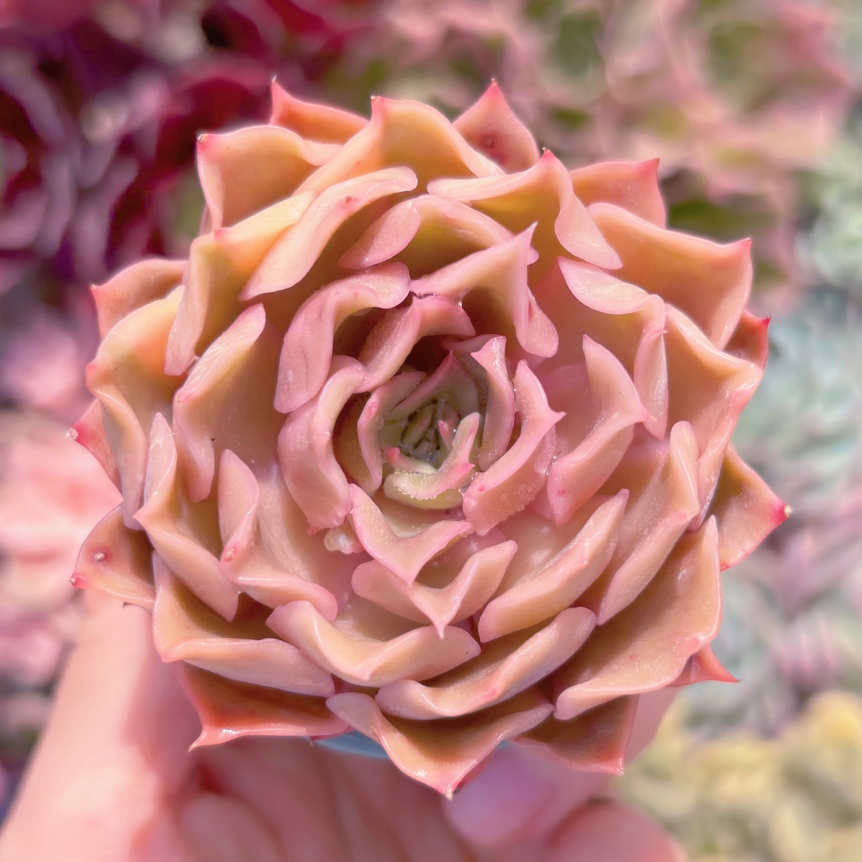 多肉植物　kiss　新入荷　るる農園