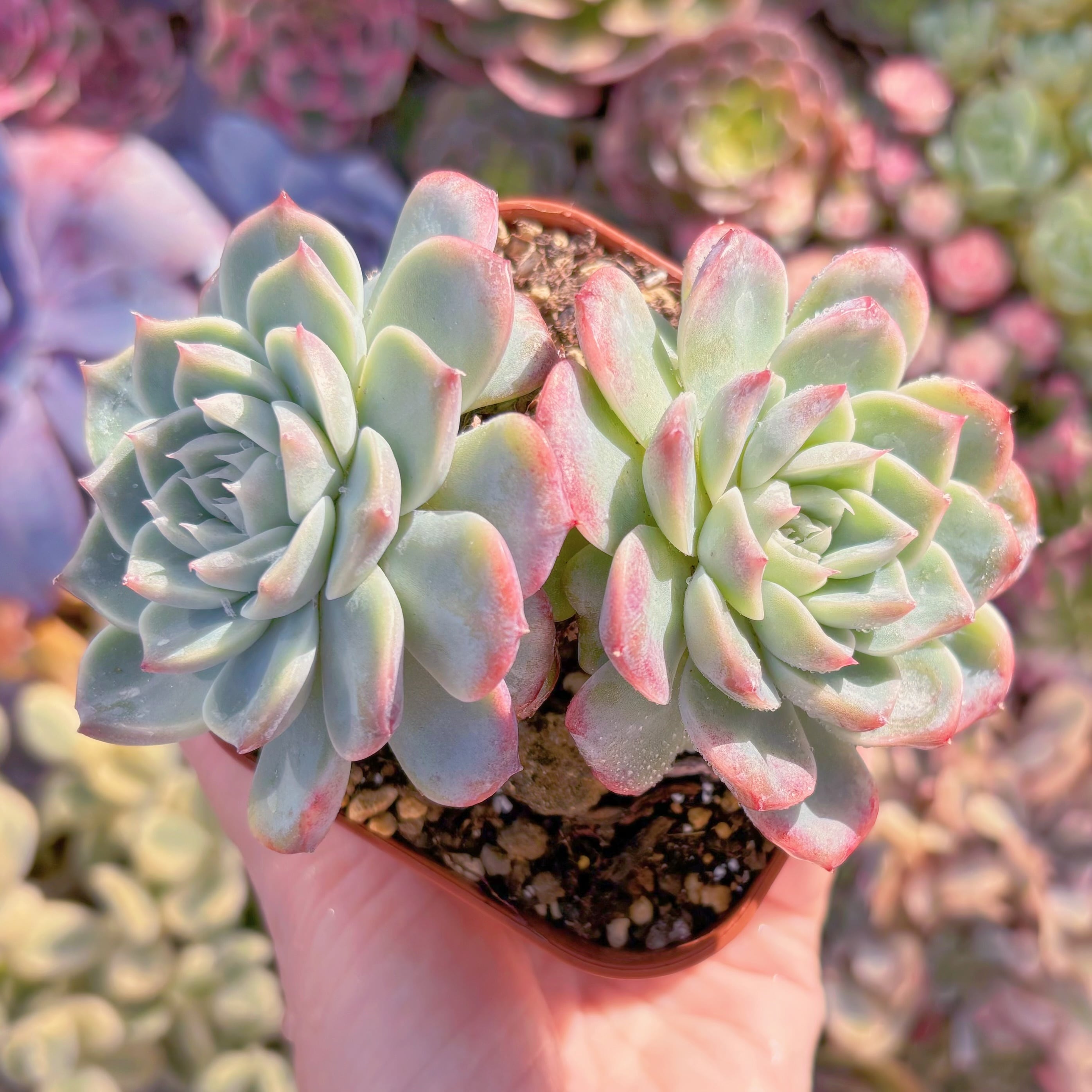 現品　レッドベルベット#533　2頭群生　るる農園