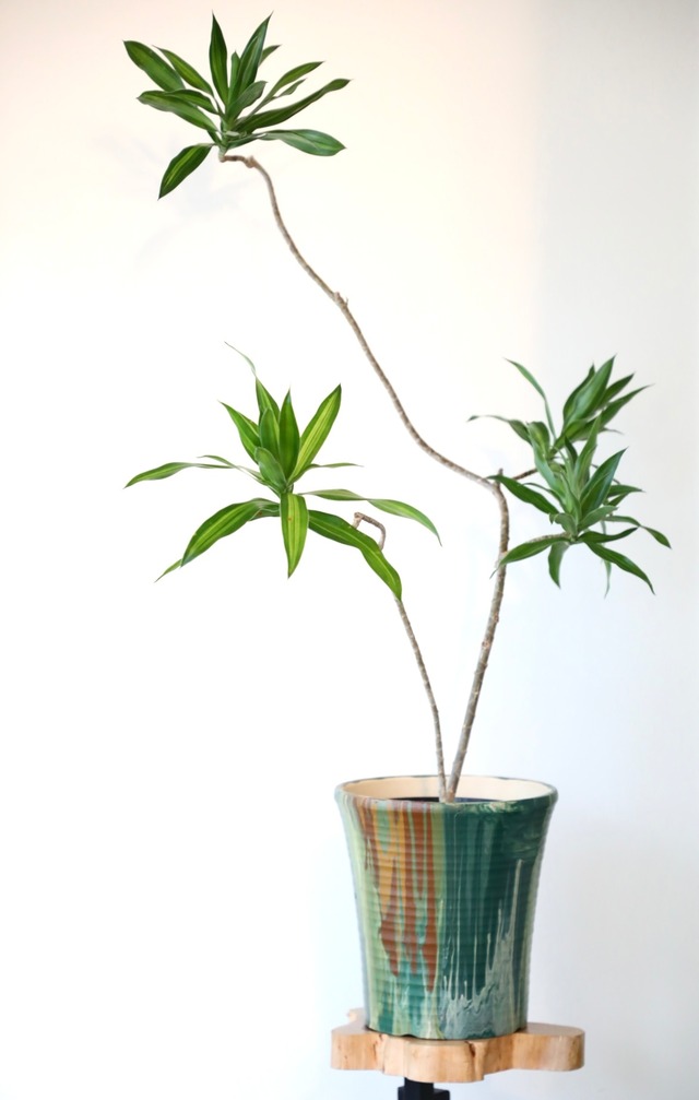 【L】ドラセナ ソングオブジャマイカ/Dracaena　※WOODLY オリジナル陶器鉢カバー付き