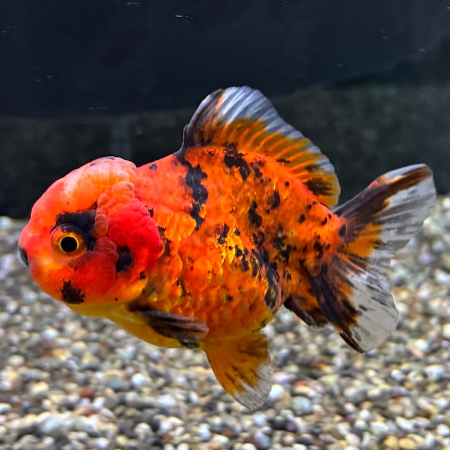 だるまオランダ　１０ｃｍ