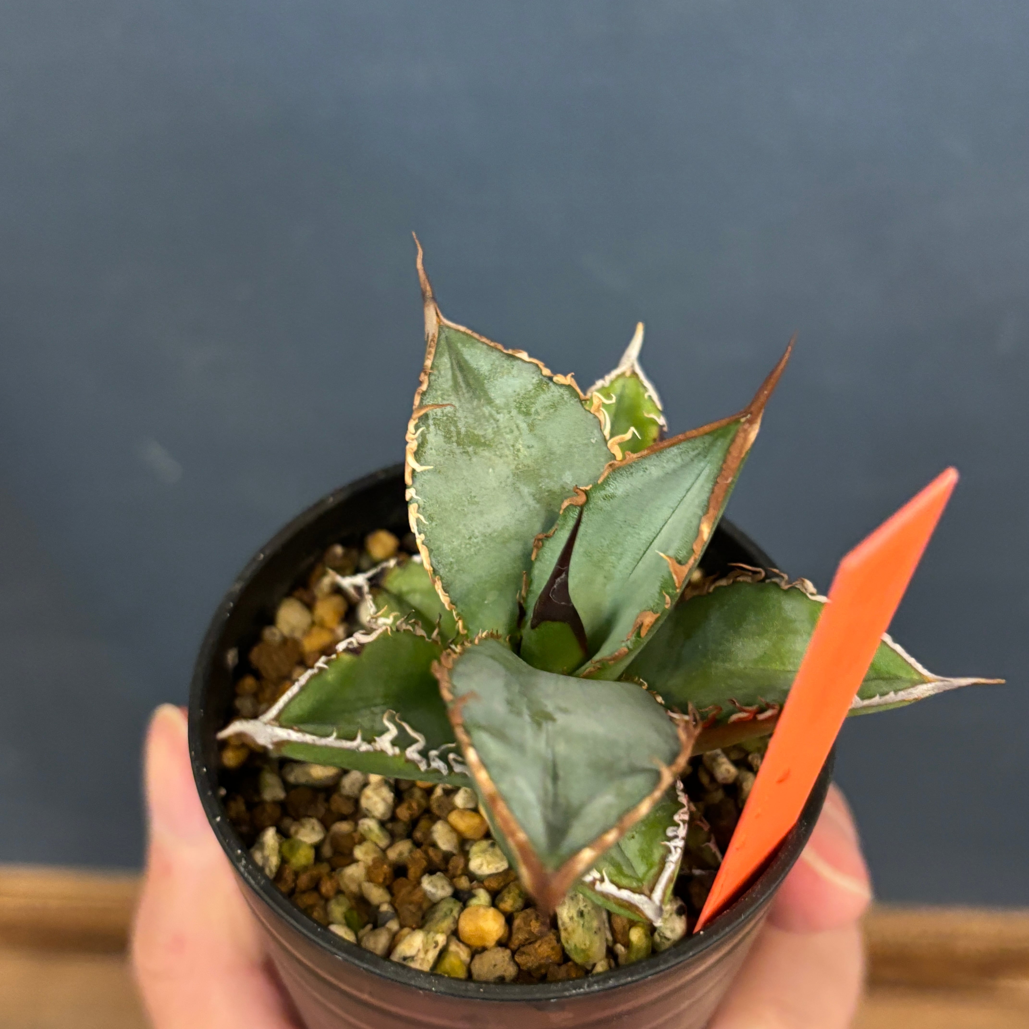 アガベ オテロイ 実生【229】 | PROTOLEAF プロトリーフ