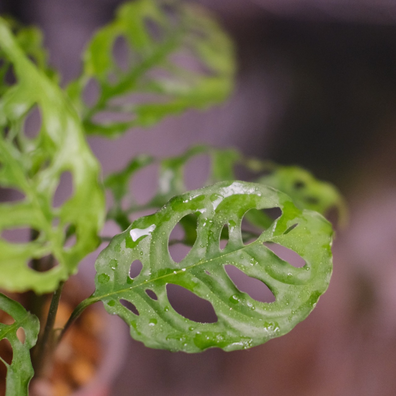 【実生】モンステラ オブリクア ペルー / Monstera Obliqua Peru⑤ / 観葉植物
