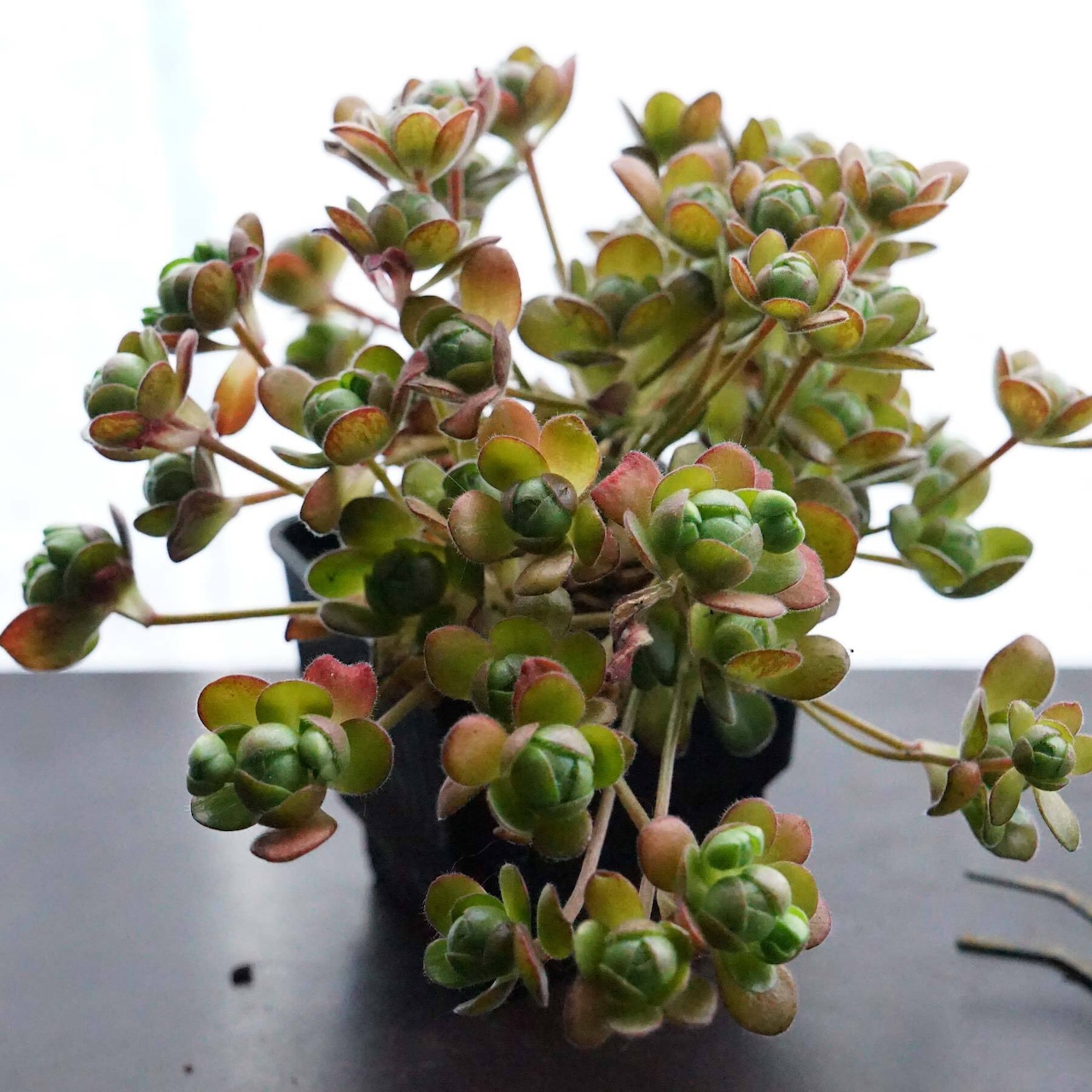 抜き苗 サンデルシー 超大株 Aeonium saundersii