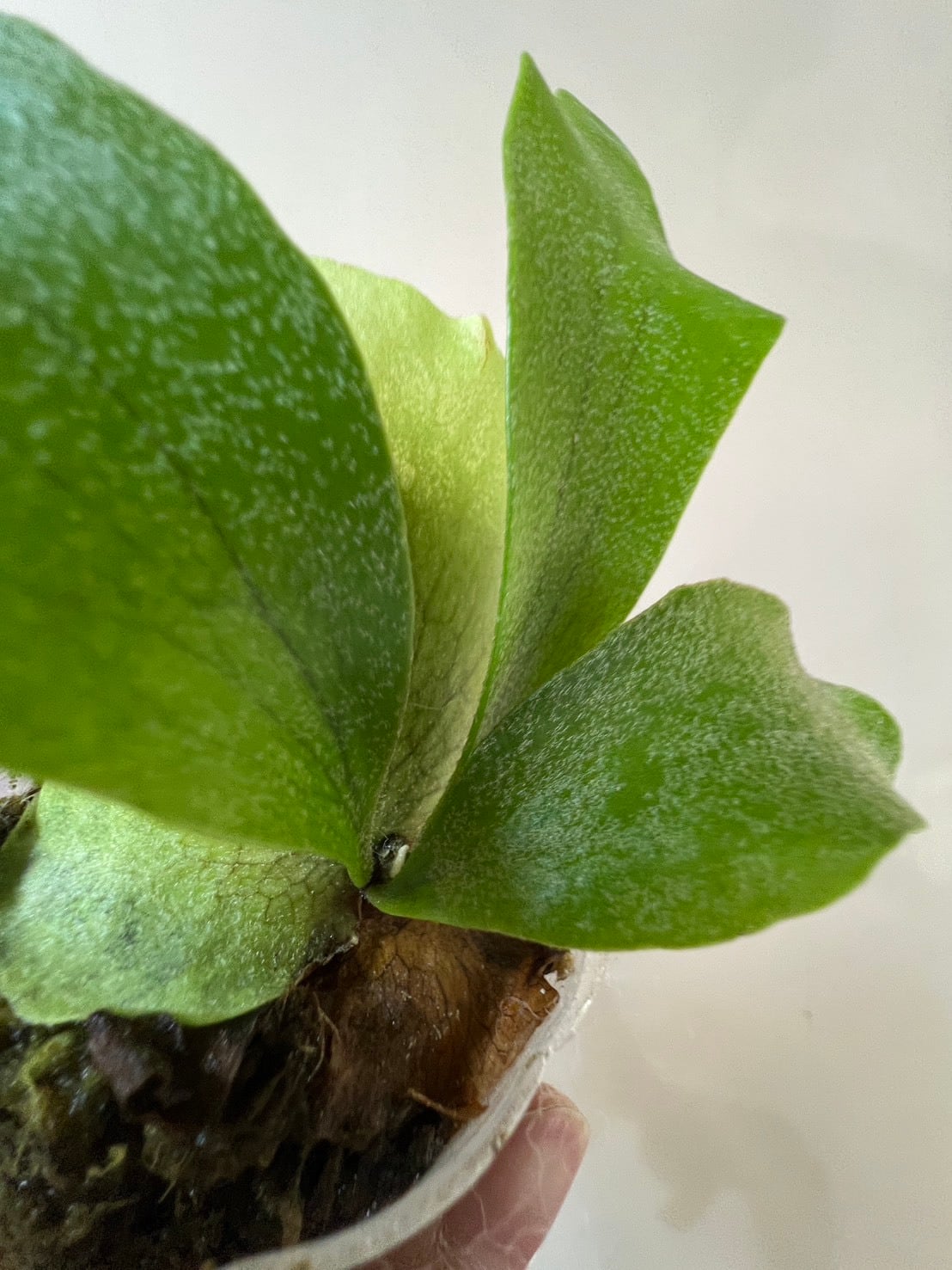 ビカクシダ】P.bifurcatum cv.Popcorn （TC）ビフルカツム