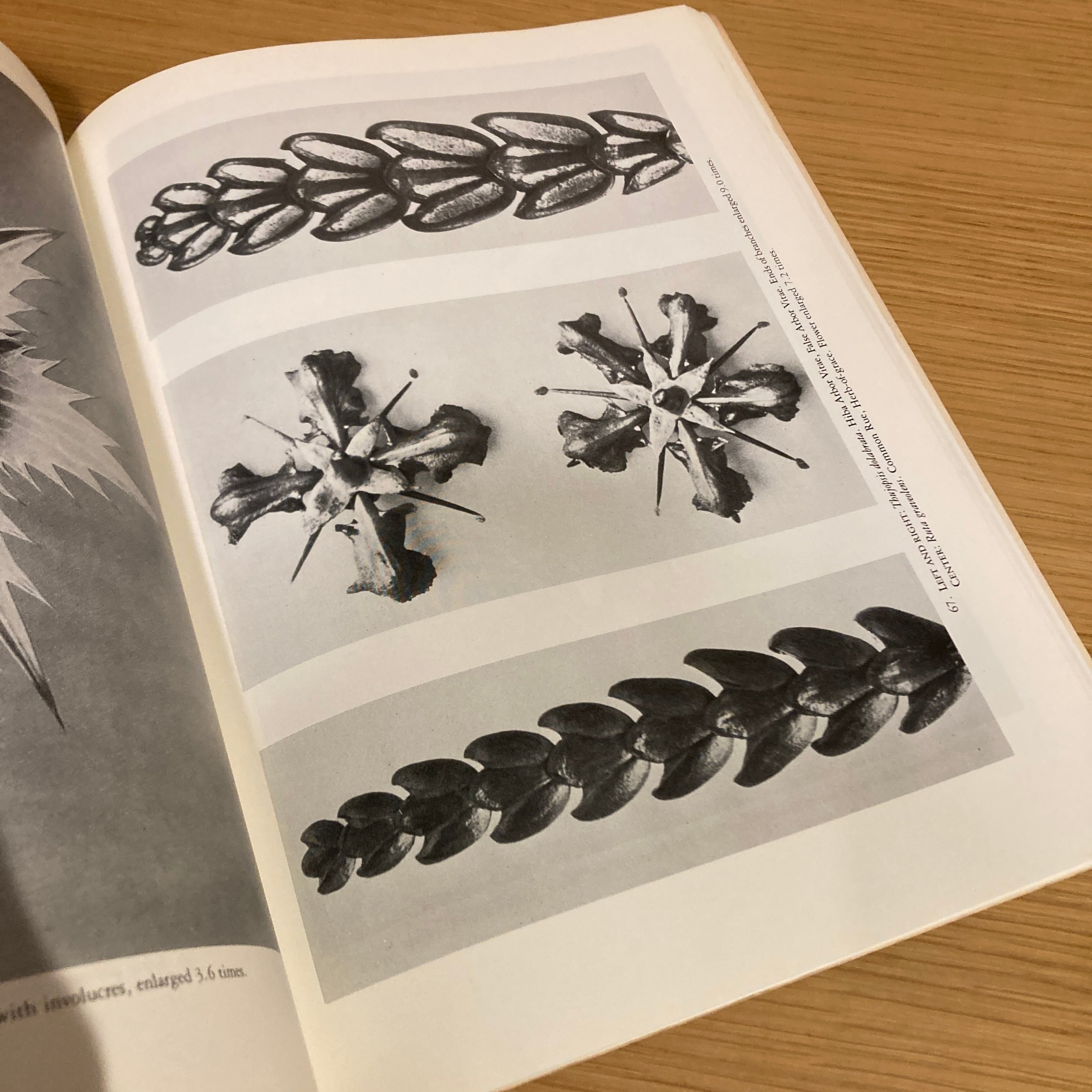 Art Forms in The Plant World / Karl Blossfeldt（カール・ブロス