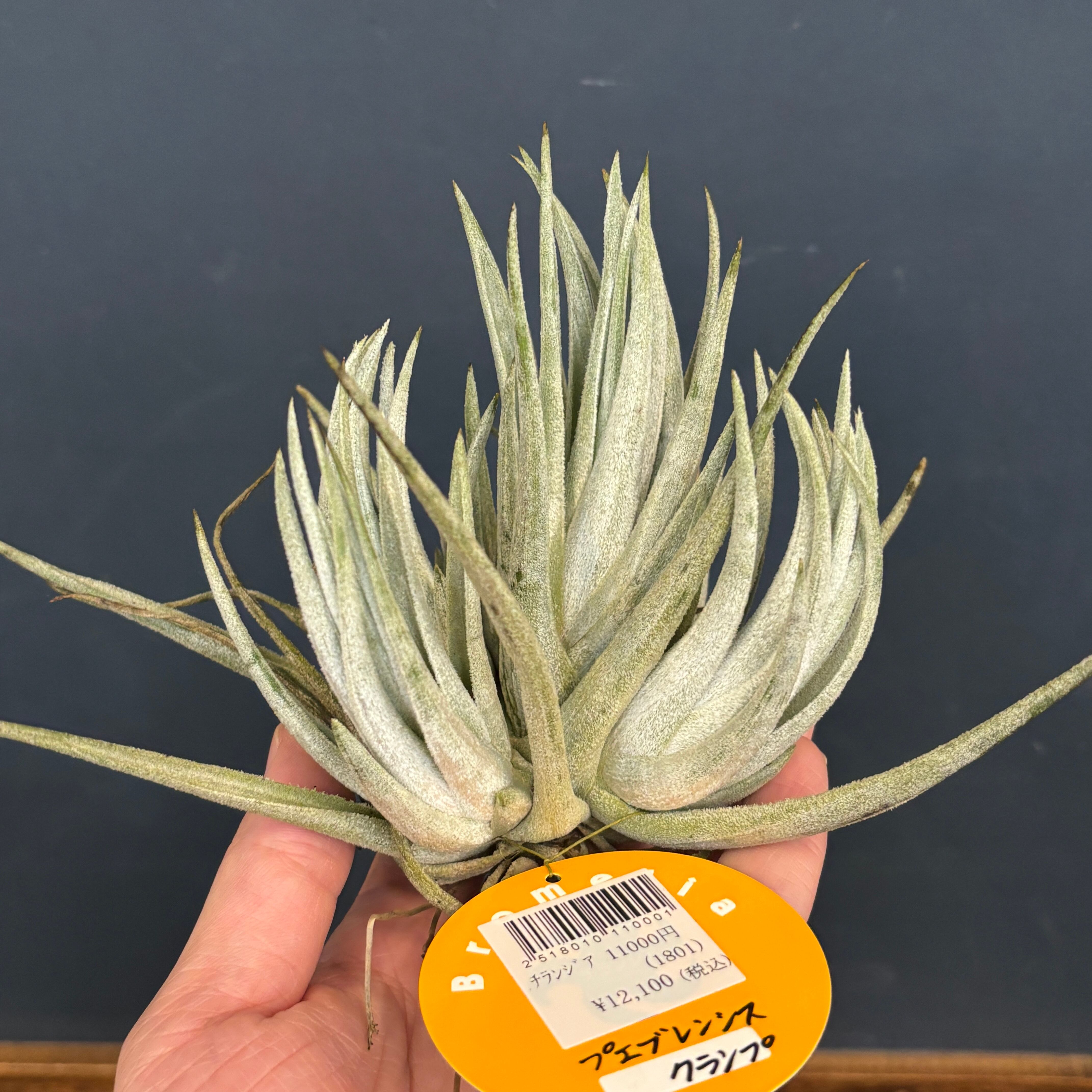 チランジア プエブレンシス【827】