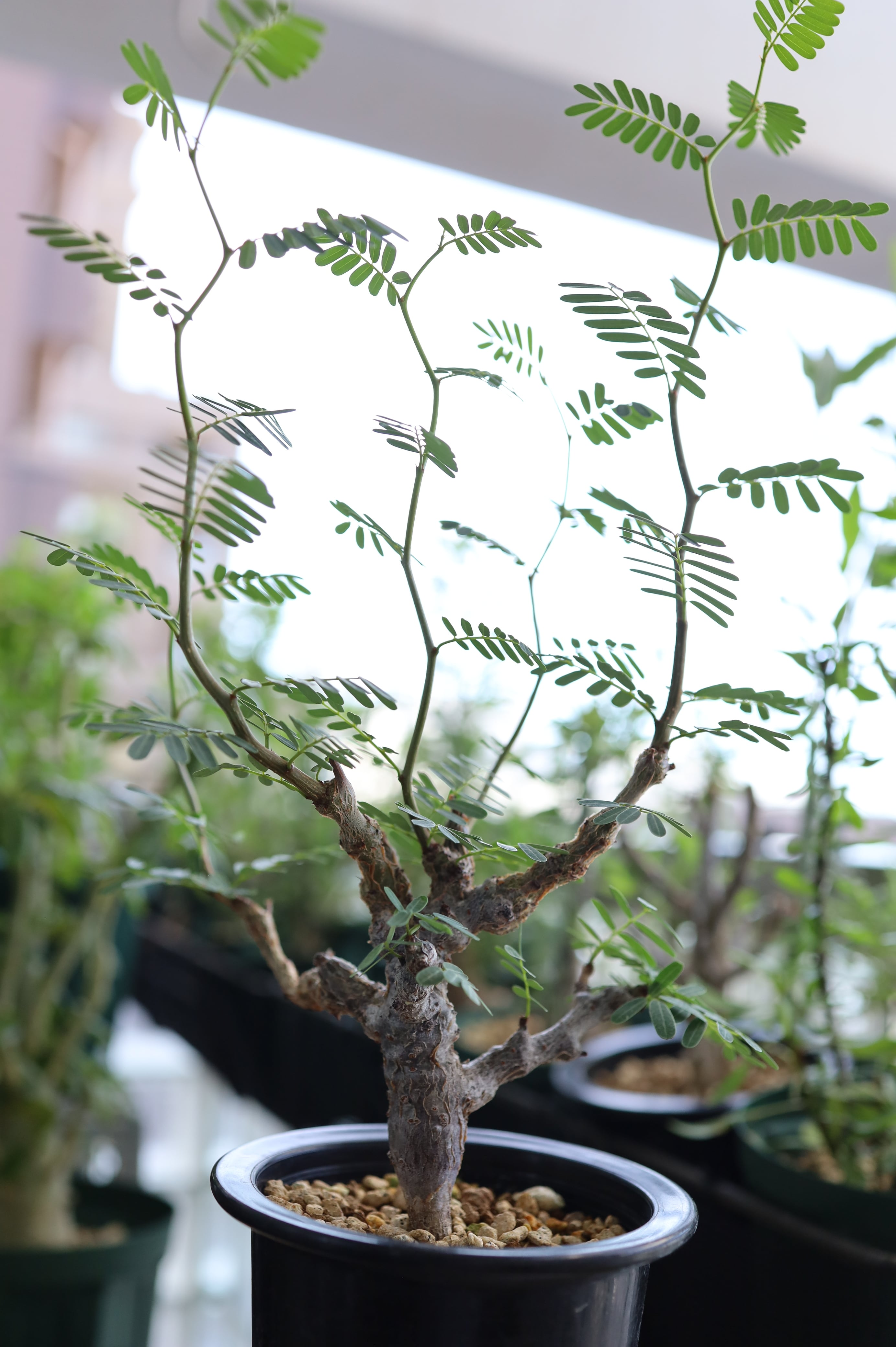 A Sennameridionalis-センナ・メリディオナリス 海外実生発根済 Senna meridionalis / センナ メリディオナリス 【発根済