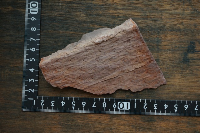 ポーランド産鱗木(ヒカゲノカズラ類)化石  Lepidodendron aculeatum 2433