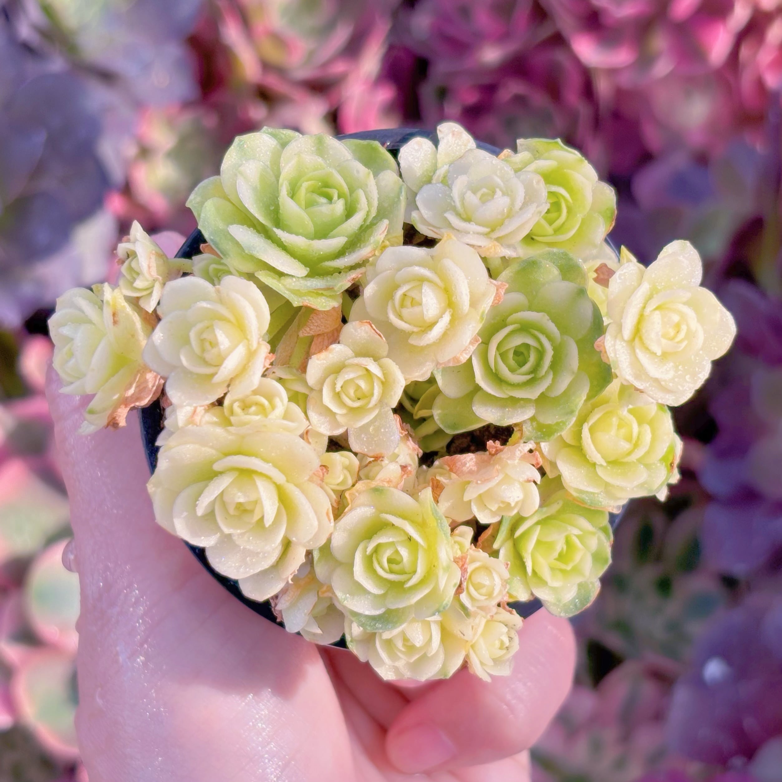 現品　キャッツアイ錦#3015　群生　新入荷　るる農園