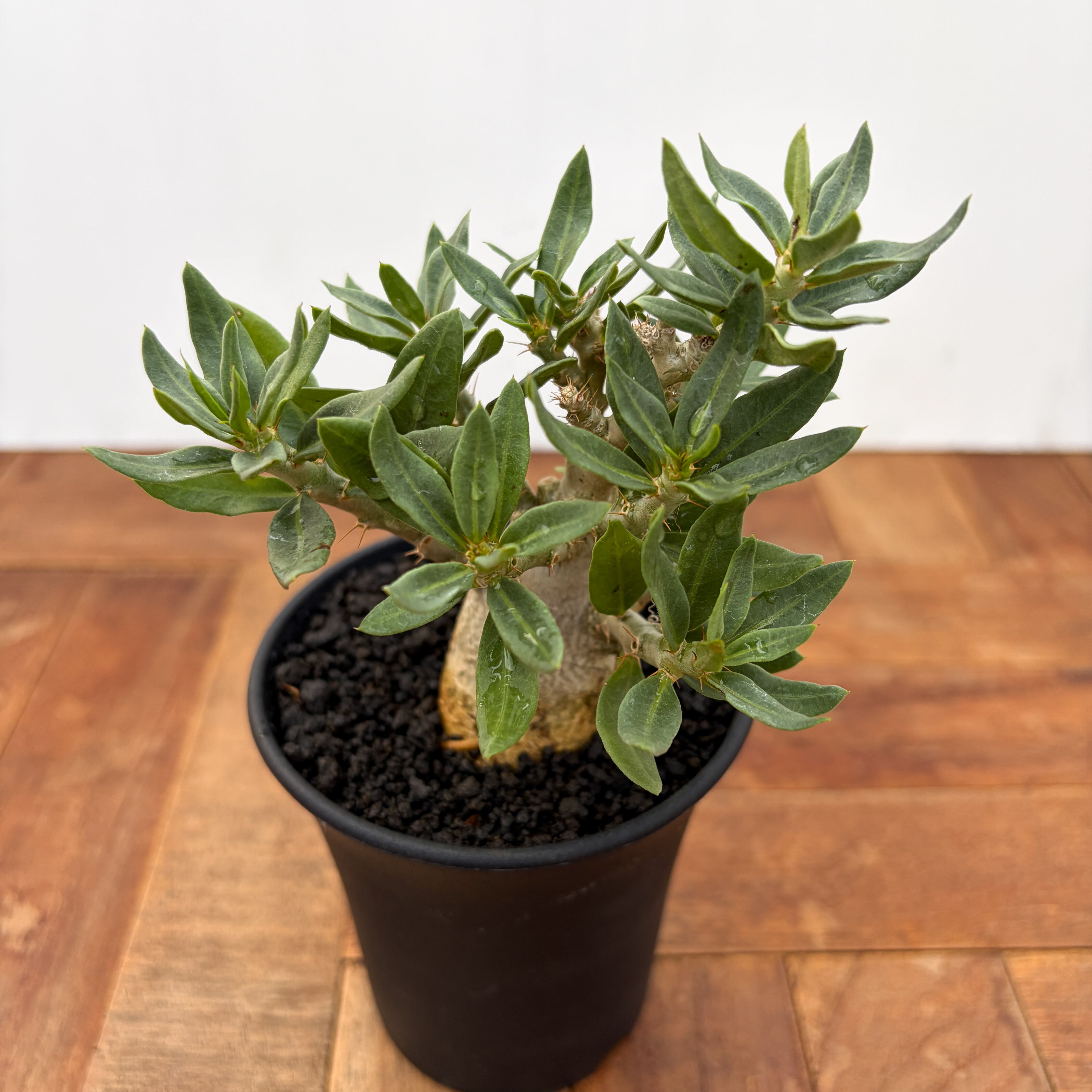 Pachypodium bispinosum【パキポディウム・ビスピノーサム・実生