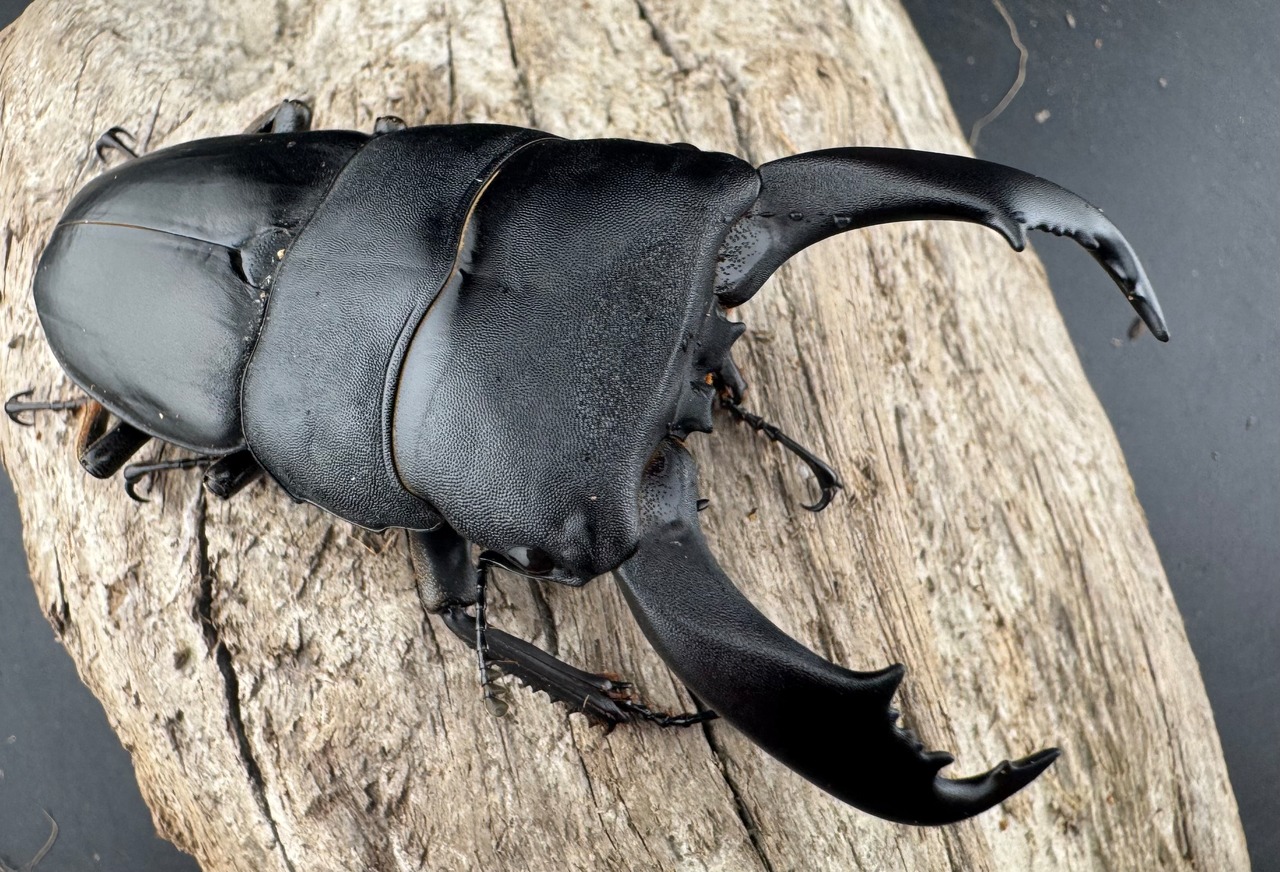 【WF2】《テイオウヒラタクワガタ 82.5mm ペア》