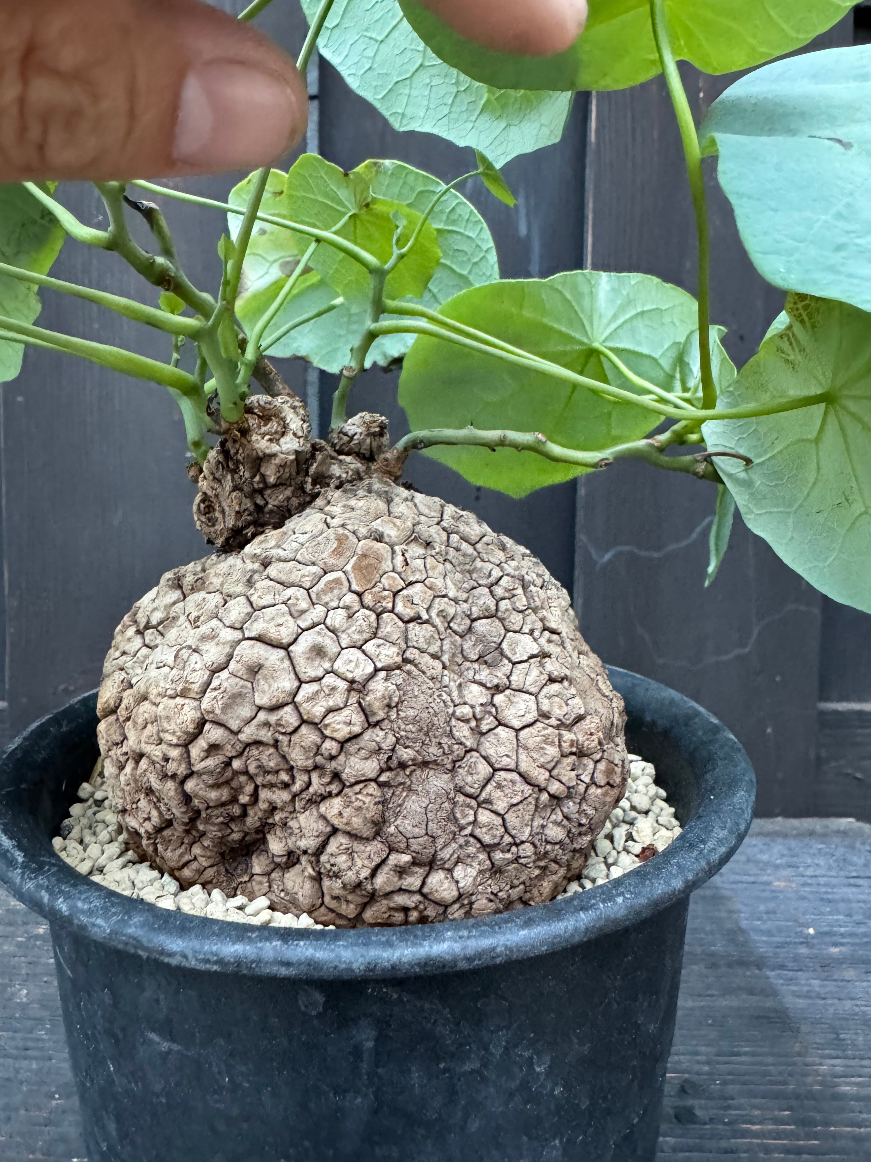 新着】Stephania suberosa 【東南アジアの塊根植物】ステファニア
