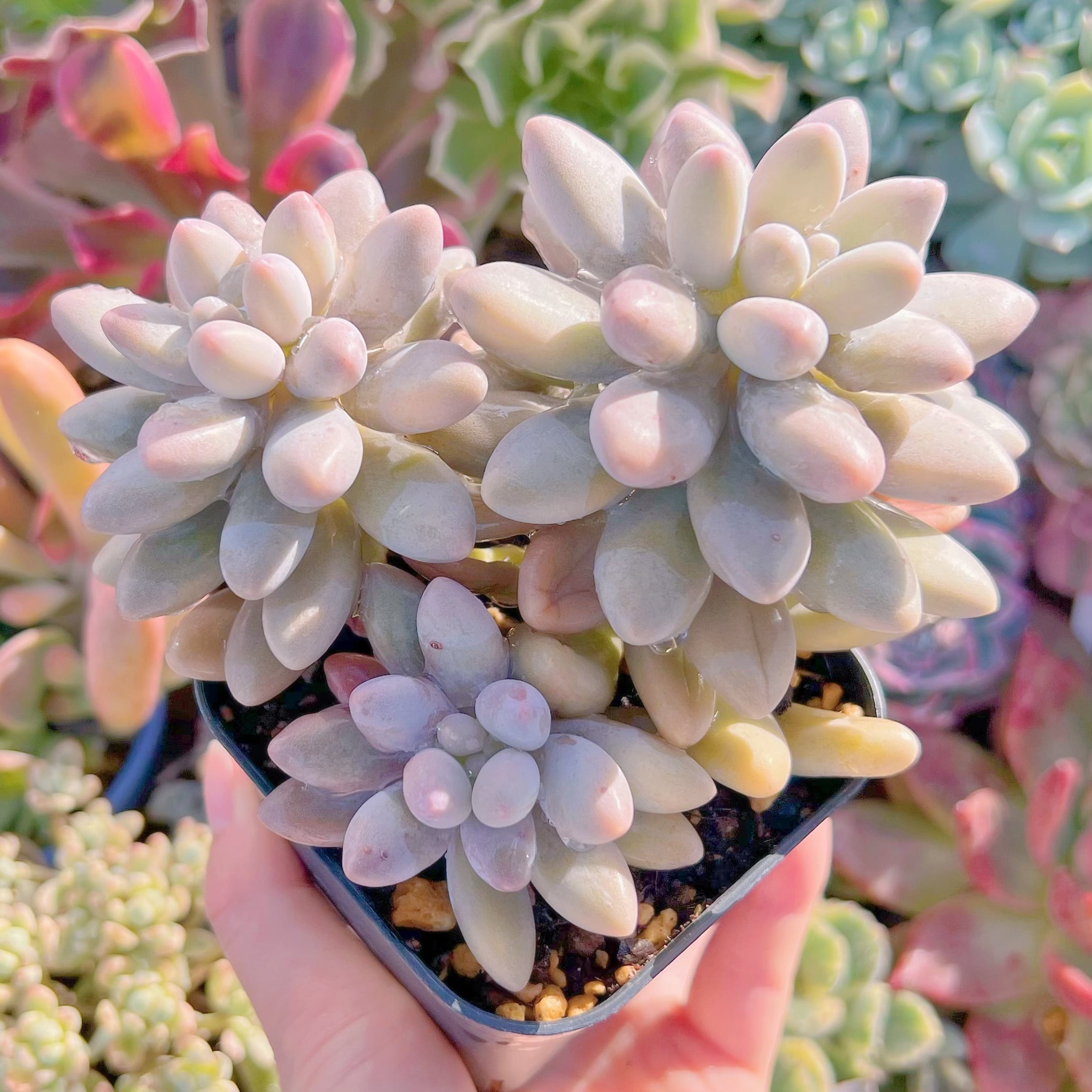 現品　タマゴチーズ#764　るる農園