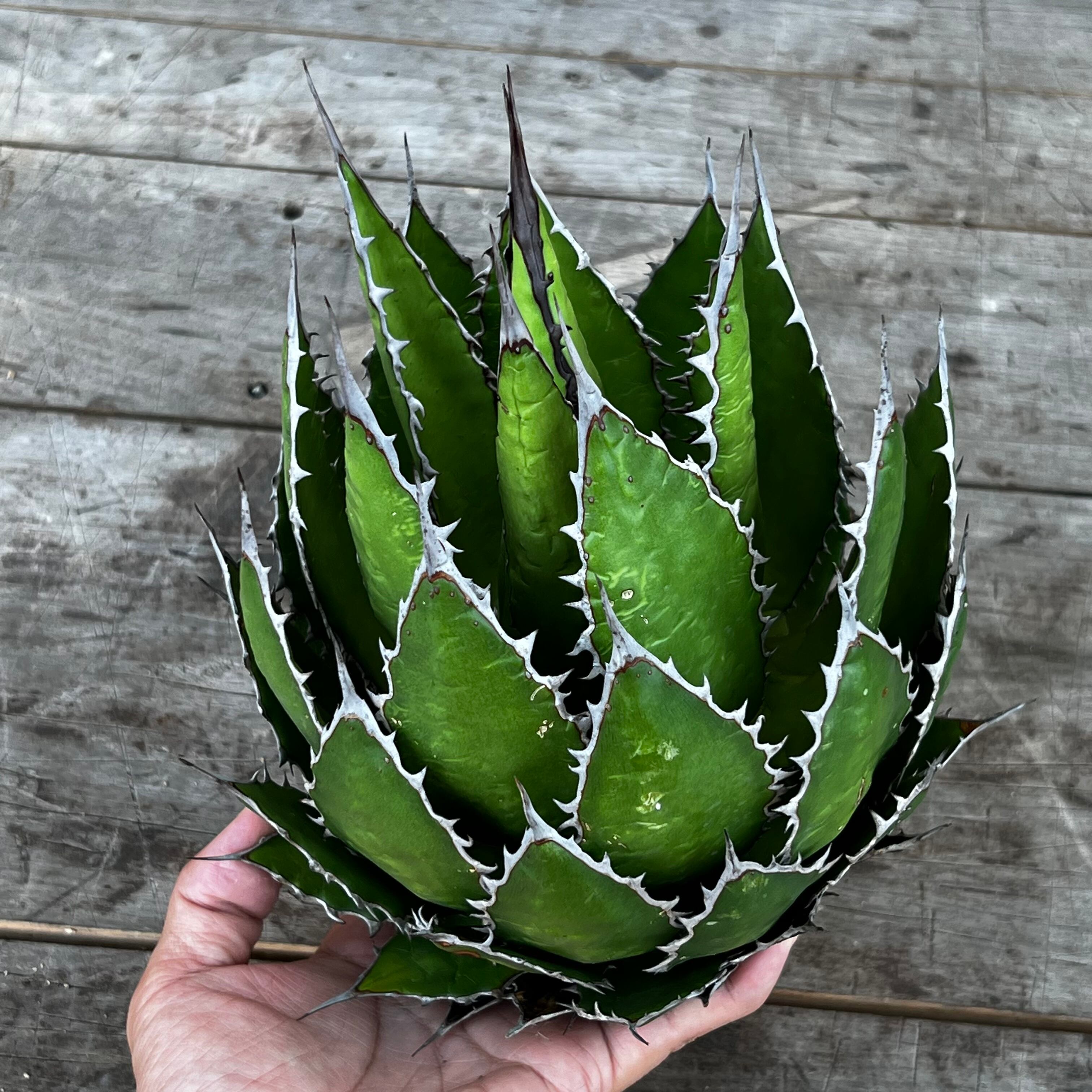 希少 大株 ギルベイ agave ひろかっ horrida 7号 