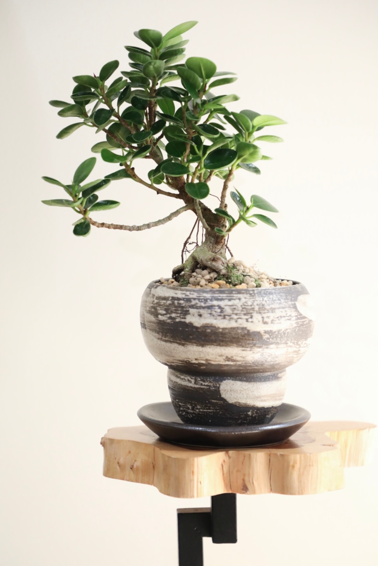 【S】パンダガジュマル/Ficus microcarpa Panda ※陶器鉢付き