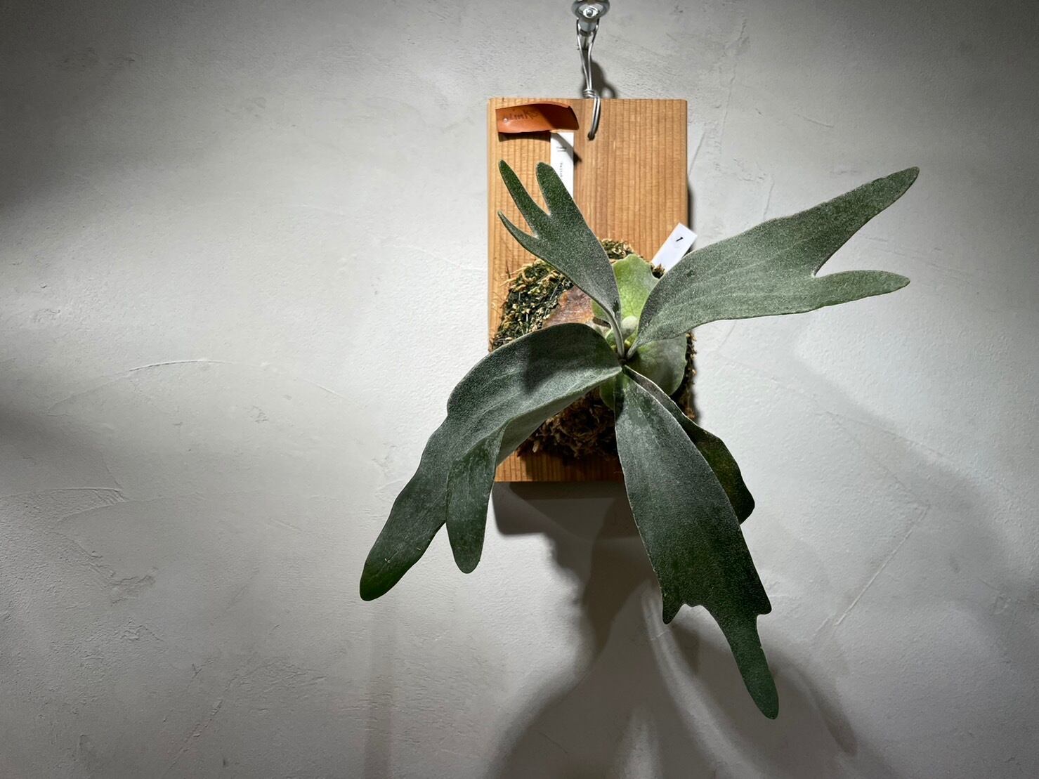 ビカクシダ(ヴィーチー×ウィリンキー)交配種 | Plants.Links