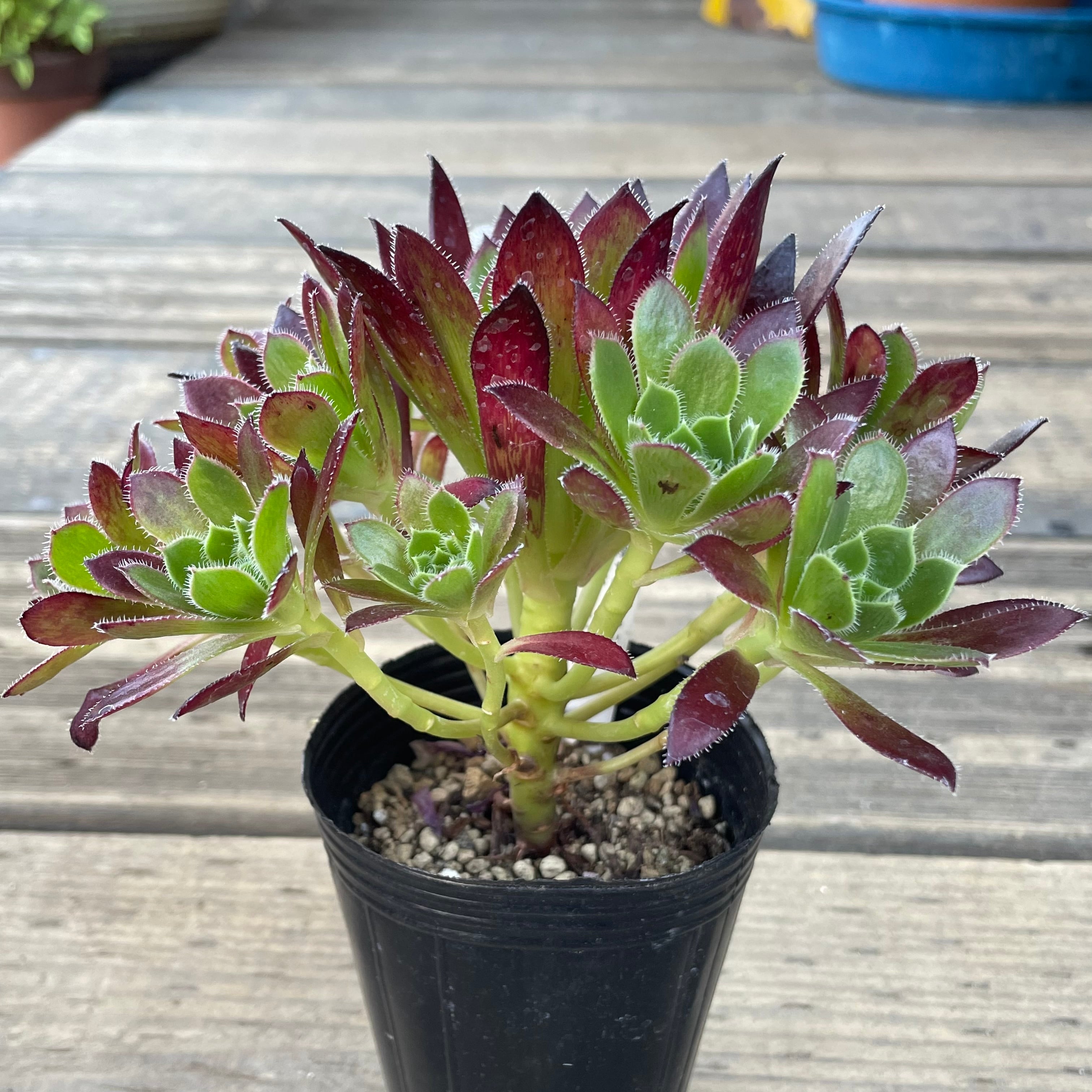 コーニッシュトリビュート アエオニウム | RuPo 多肉植物専門店