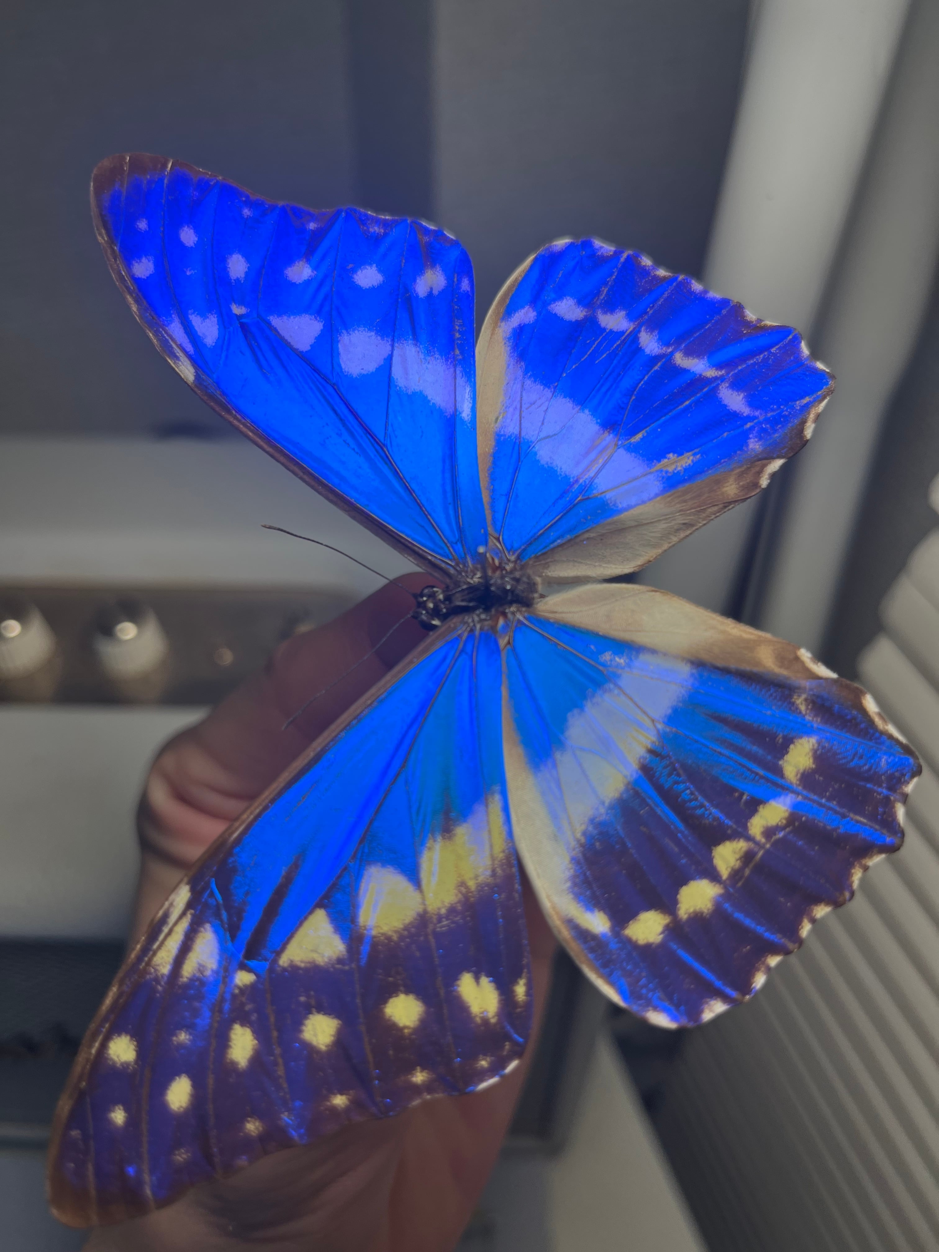 キプリスモルフォ レテノールモルフォ蝶 蛾ピカソモスモルフォチョウMorpho キプリスモルフォ レテノールモルフォ蝶 蛾ピカソモスモルフォチョウ