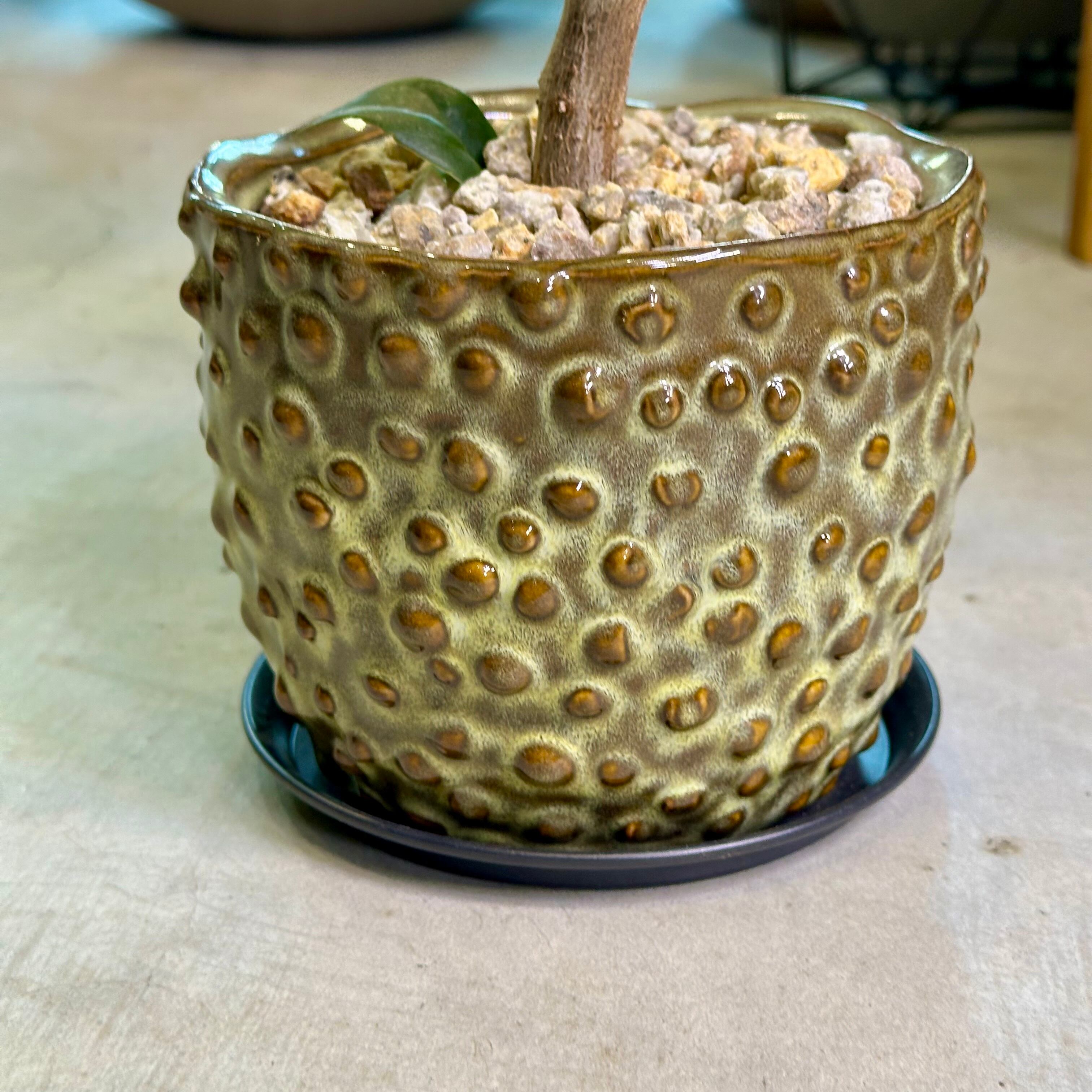 フィカス・ソフィア | barrelplants_BONSAI