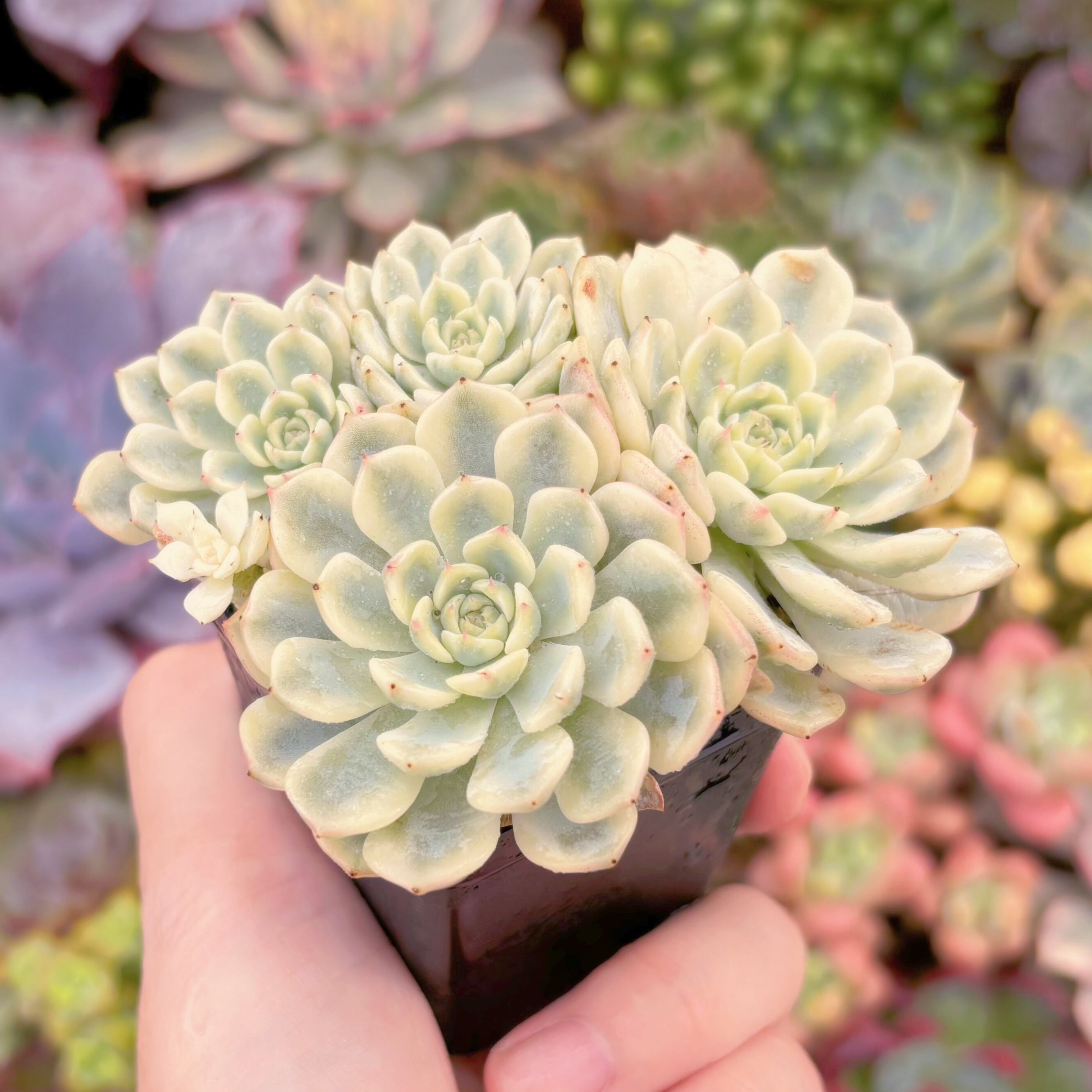 現品 ホワイトミニマ錦#867 群生 るる農園 | るる農園~多肉植物専門