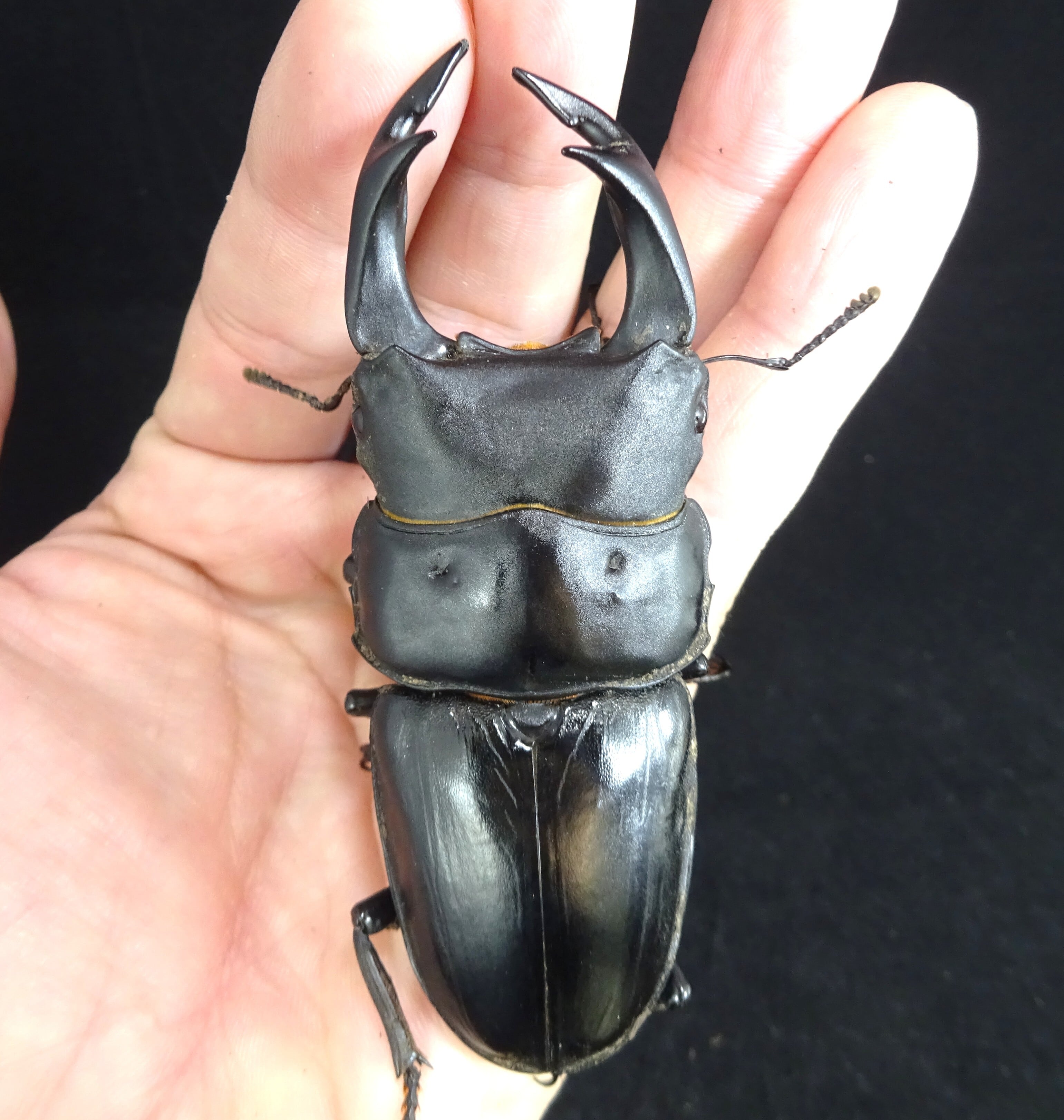 オオクワガタ能勢YG血統 2025年羽化 87.6mmオス単品 NO1 | 昆虫