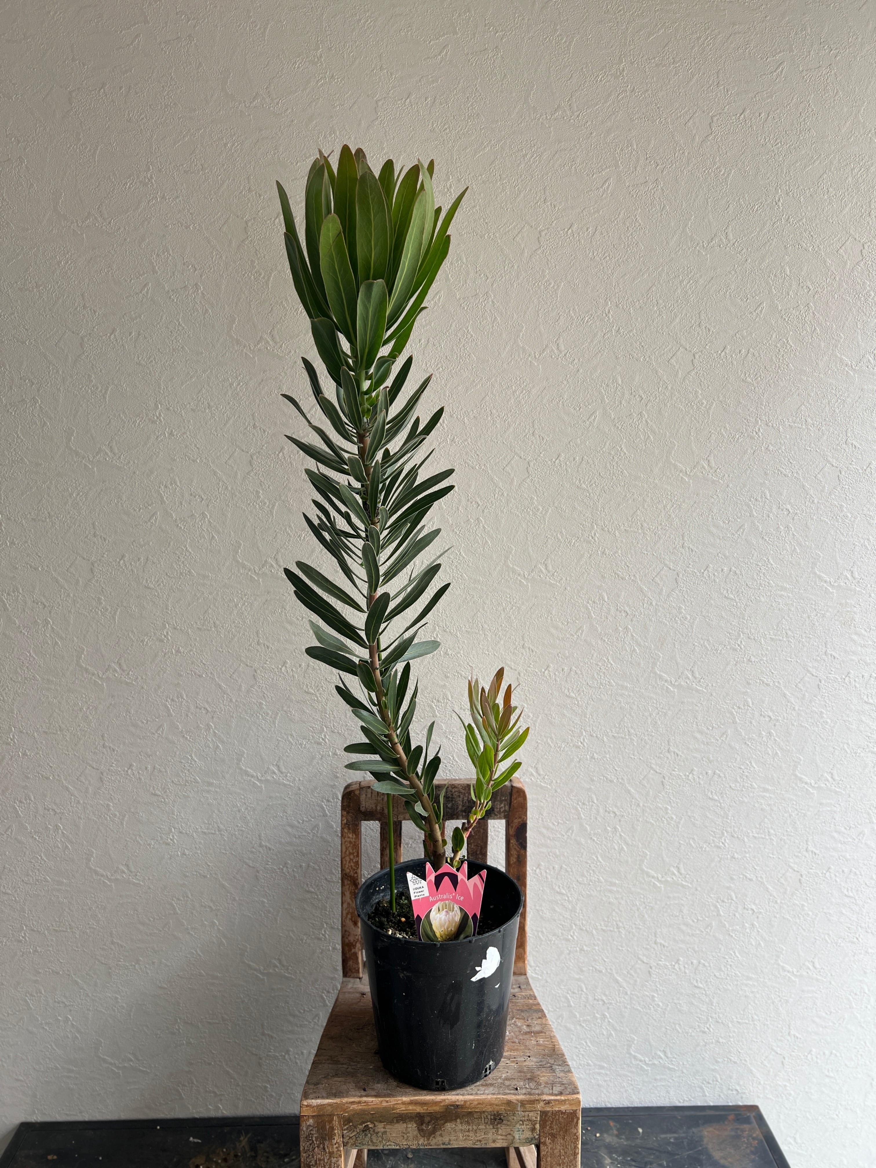 プロテア オーストラリス アイス(1F) | 沼ノ上農園