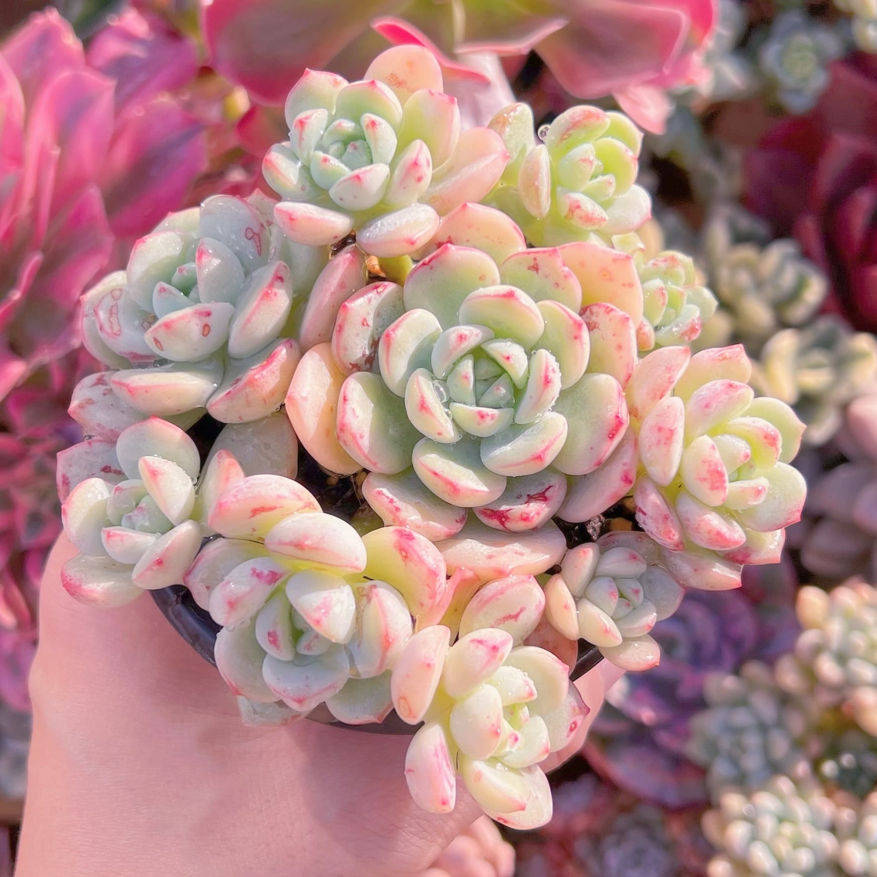 現品　バニラビス#A63　るる農園