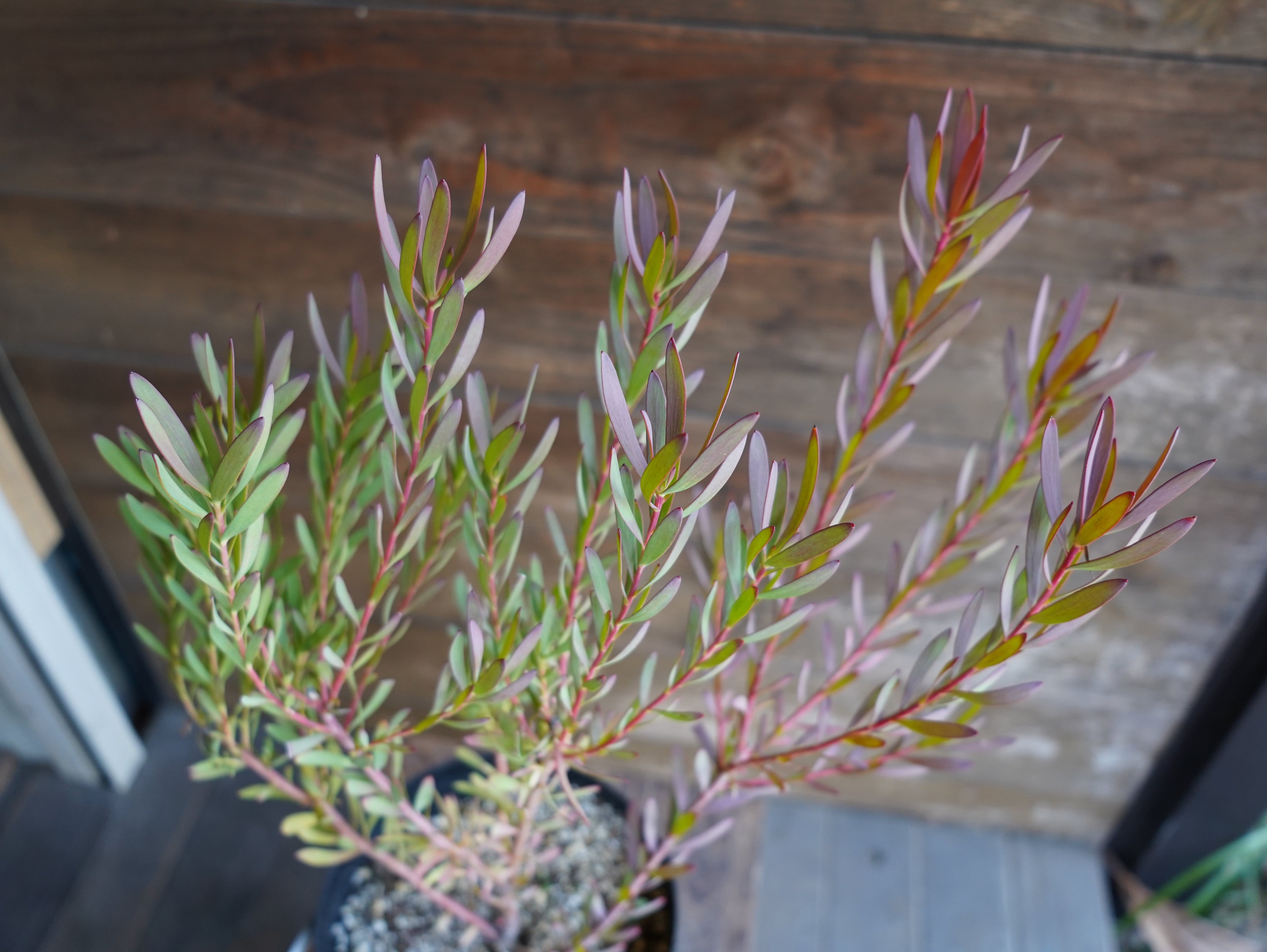 【現物】リューカデンドロン ”Red Devil” 6号