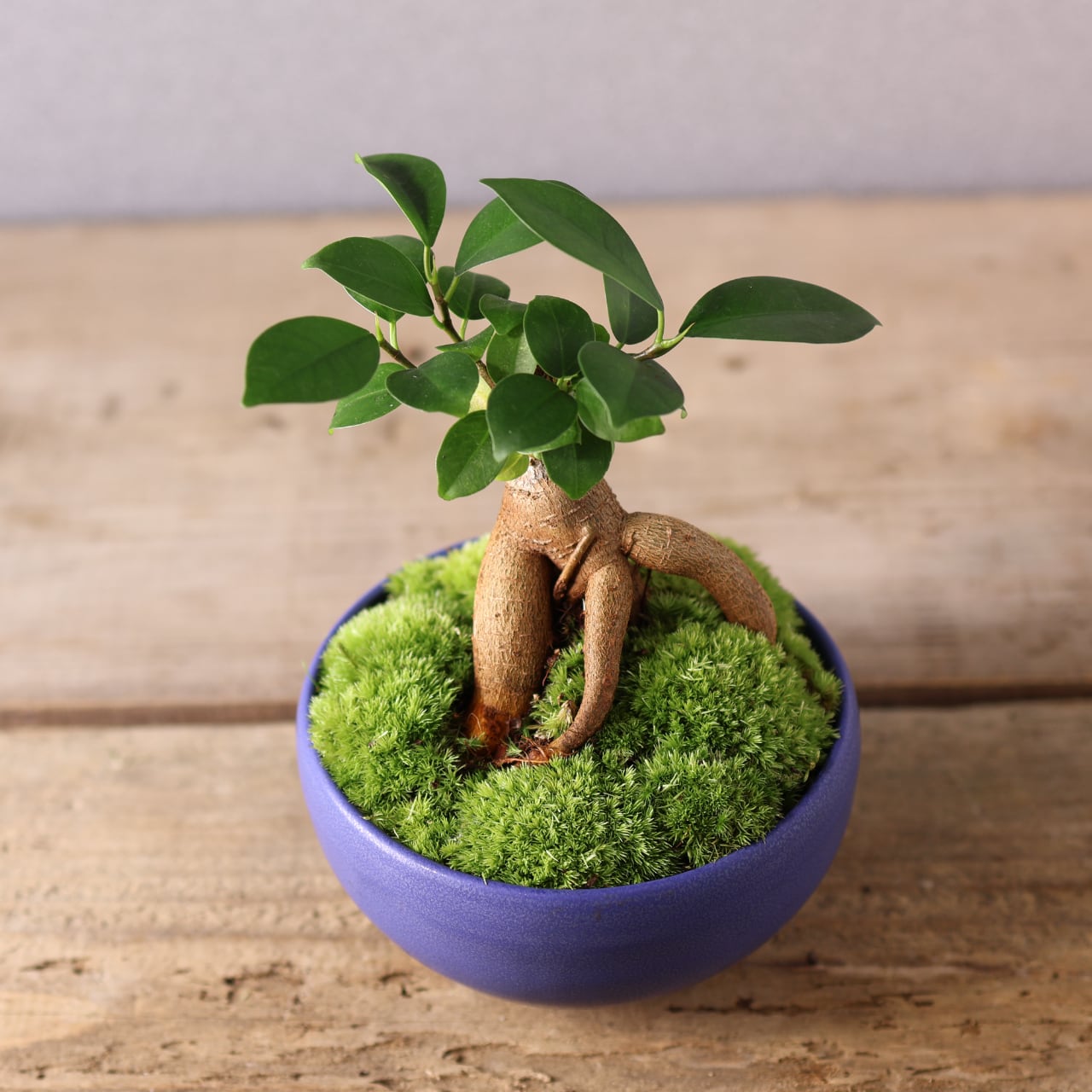 406 小さな幸せを宿す『ガジュマル 盆栽風』観葉植物 【送料無料