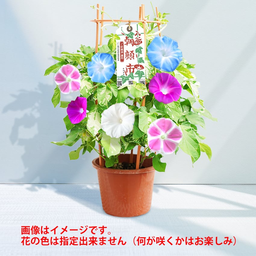 朝顔4色咲き 1鉢 | 入谷朝顔市 公式 通信販売サイト