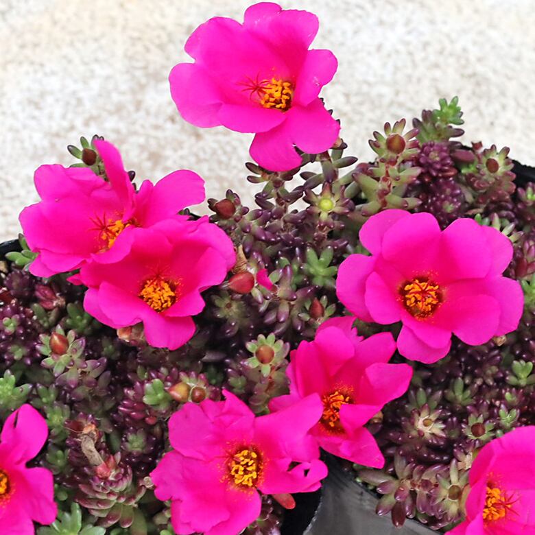 草花苗 多肉植物 ポーチュラカ ピンキー 3号 ピンクの花 多年草 紅葉